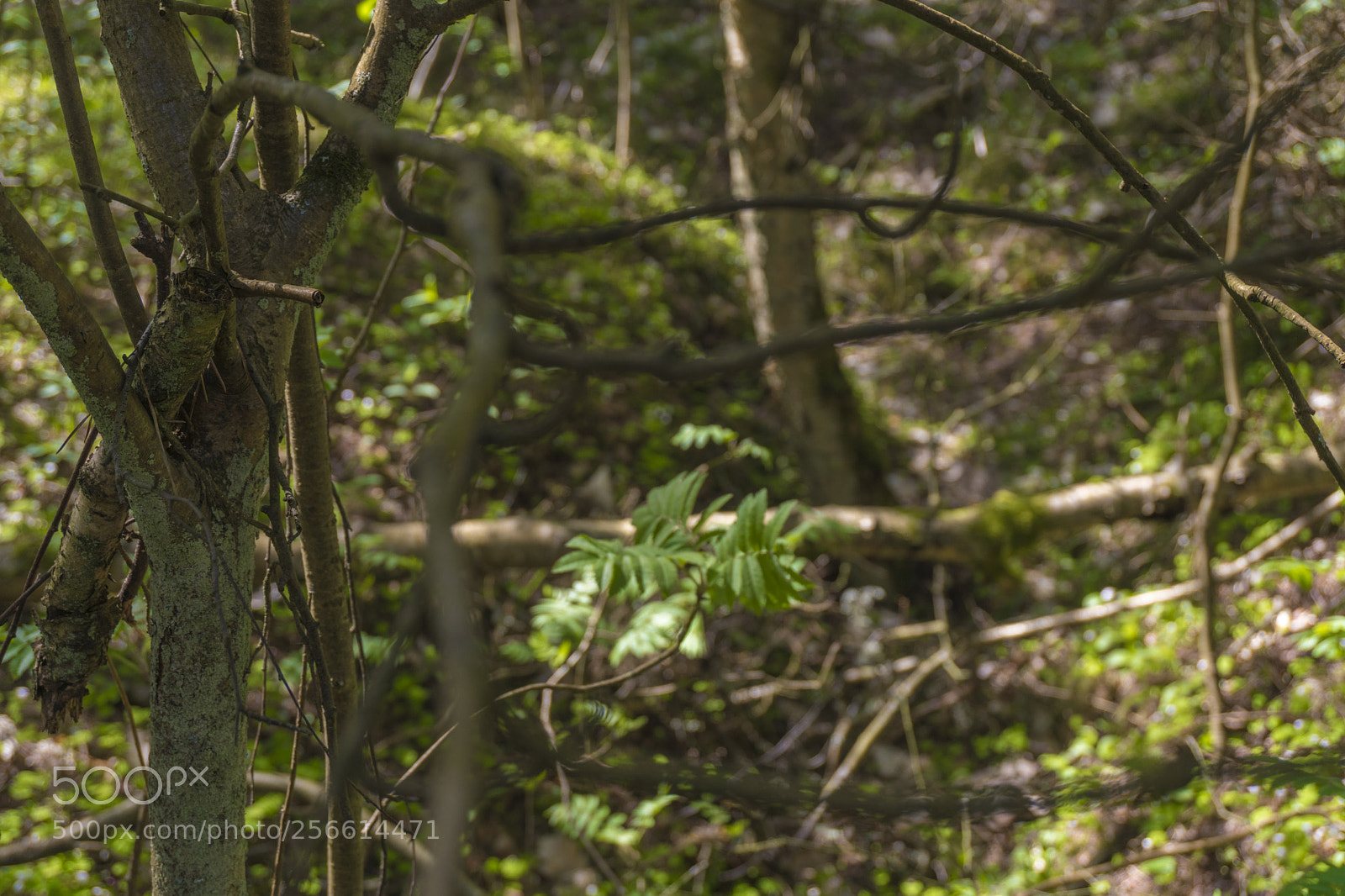 Sony a6300 sample photo. Dsc photography