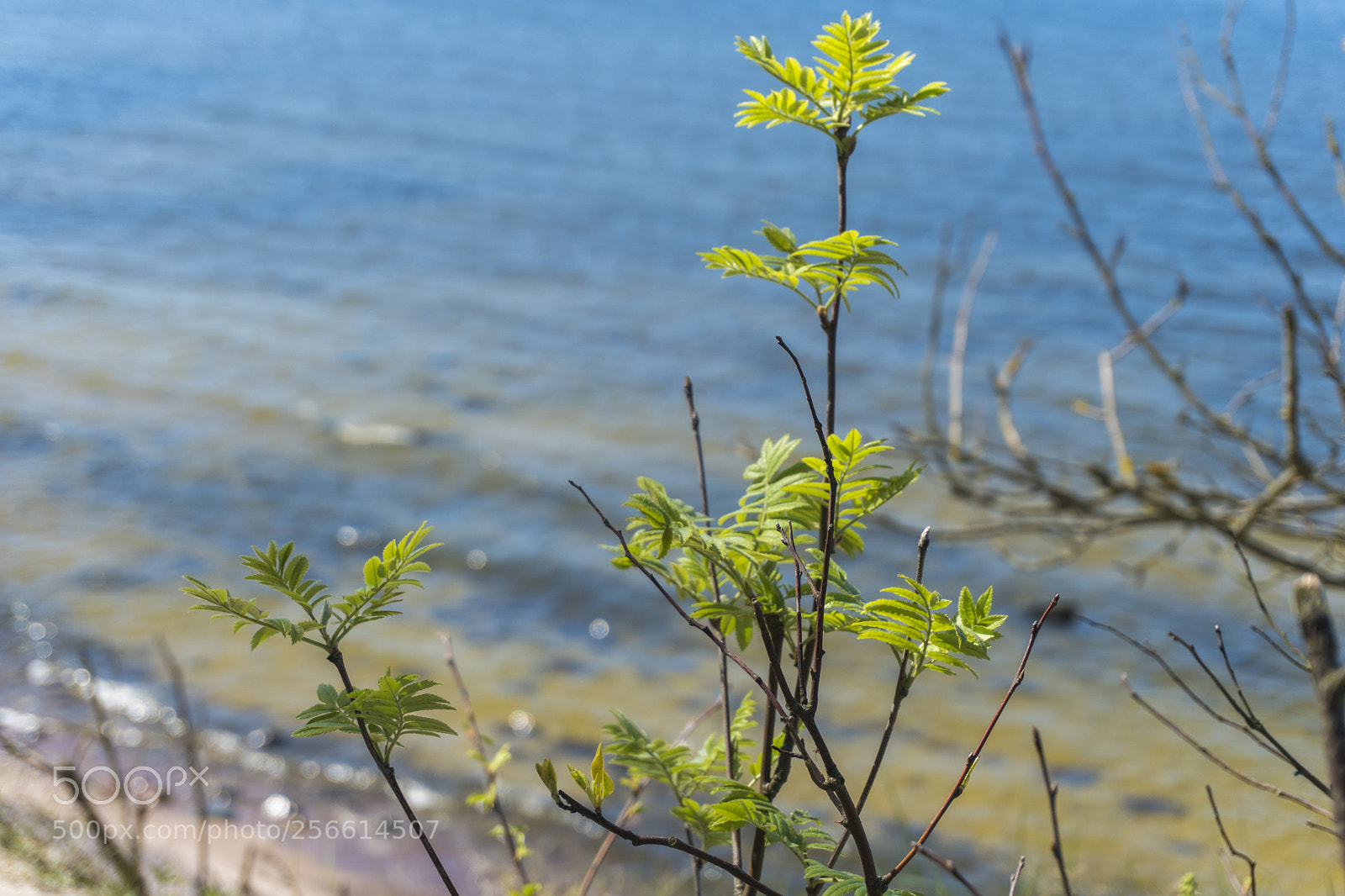 Sony a6300 sample photo. Dsc photography