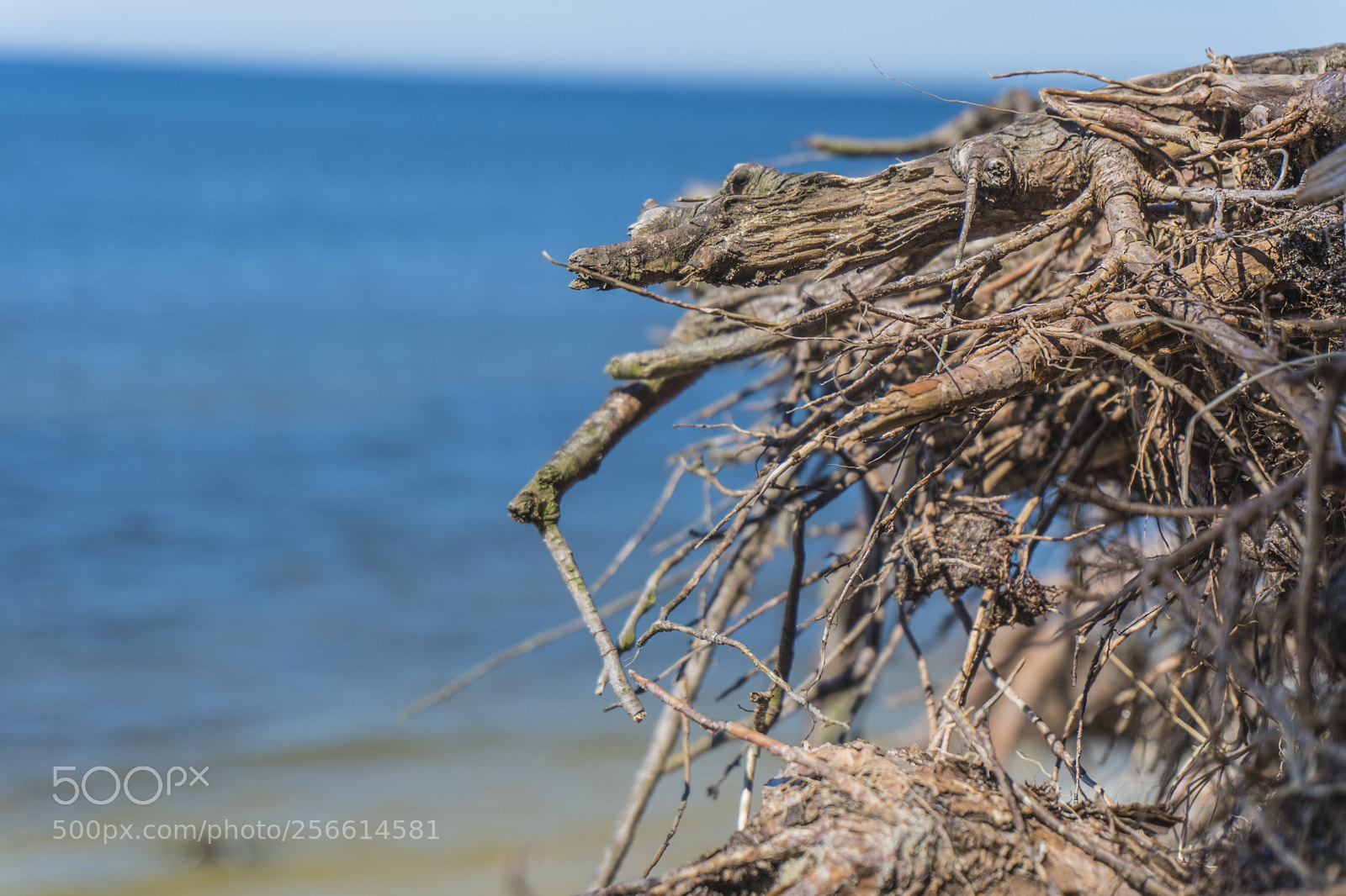 Sony a6300 sample photo. Dsc photography