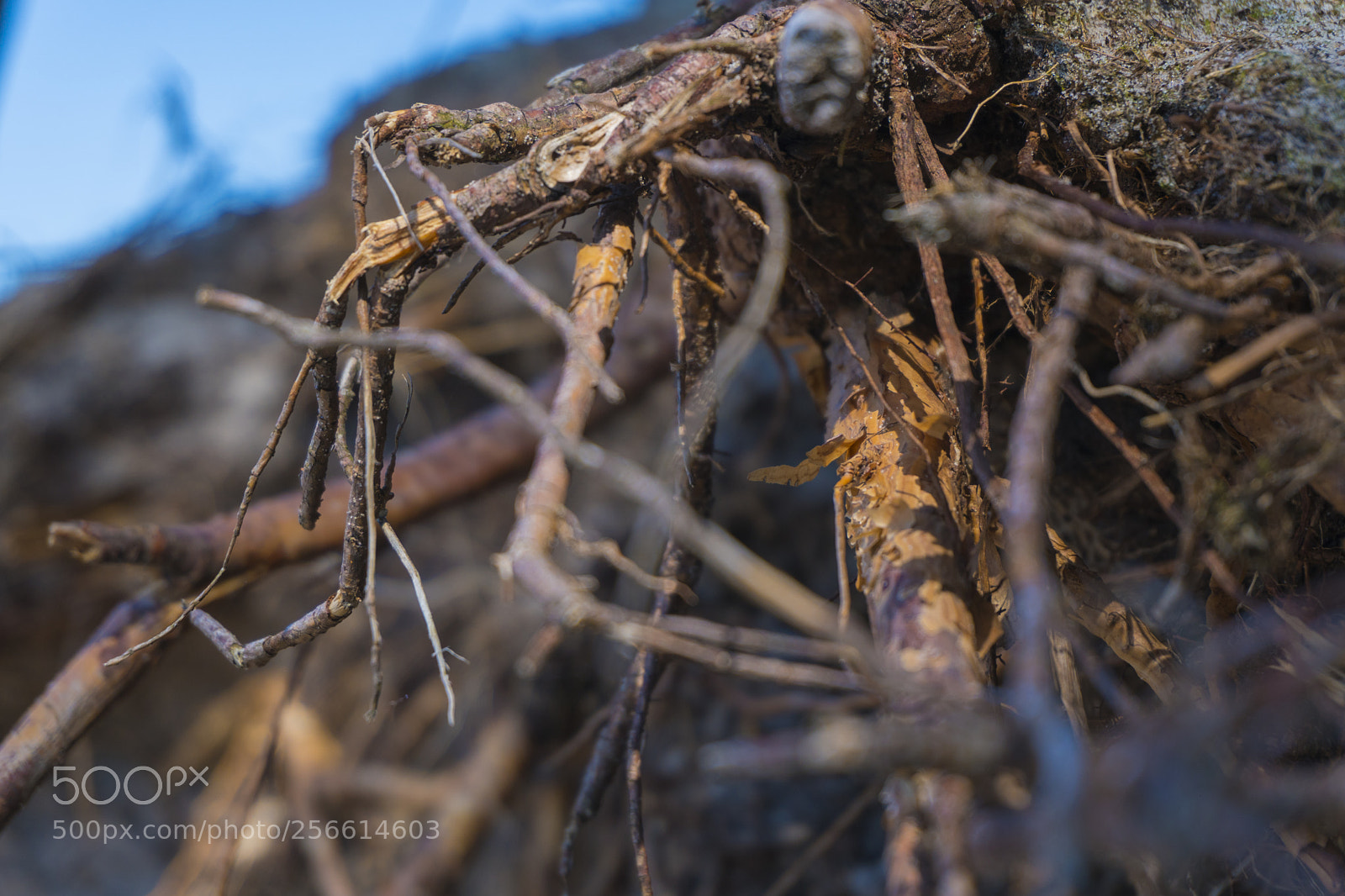 Sony a6300 sample photo. Dsc photography