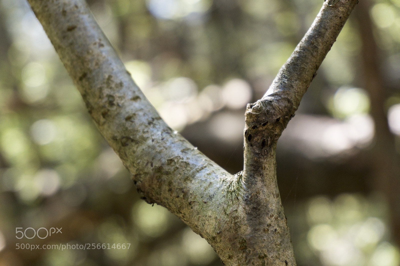 Sony a6300 sample photo. Dsc photography