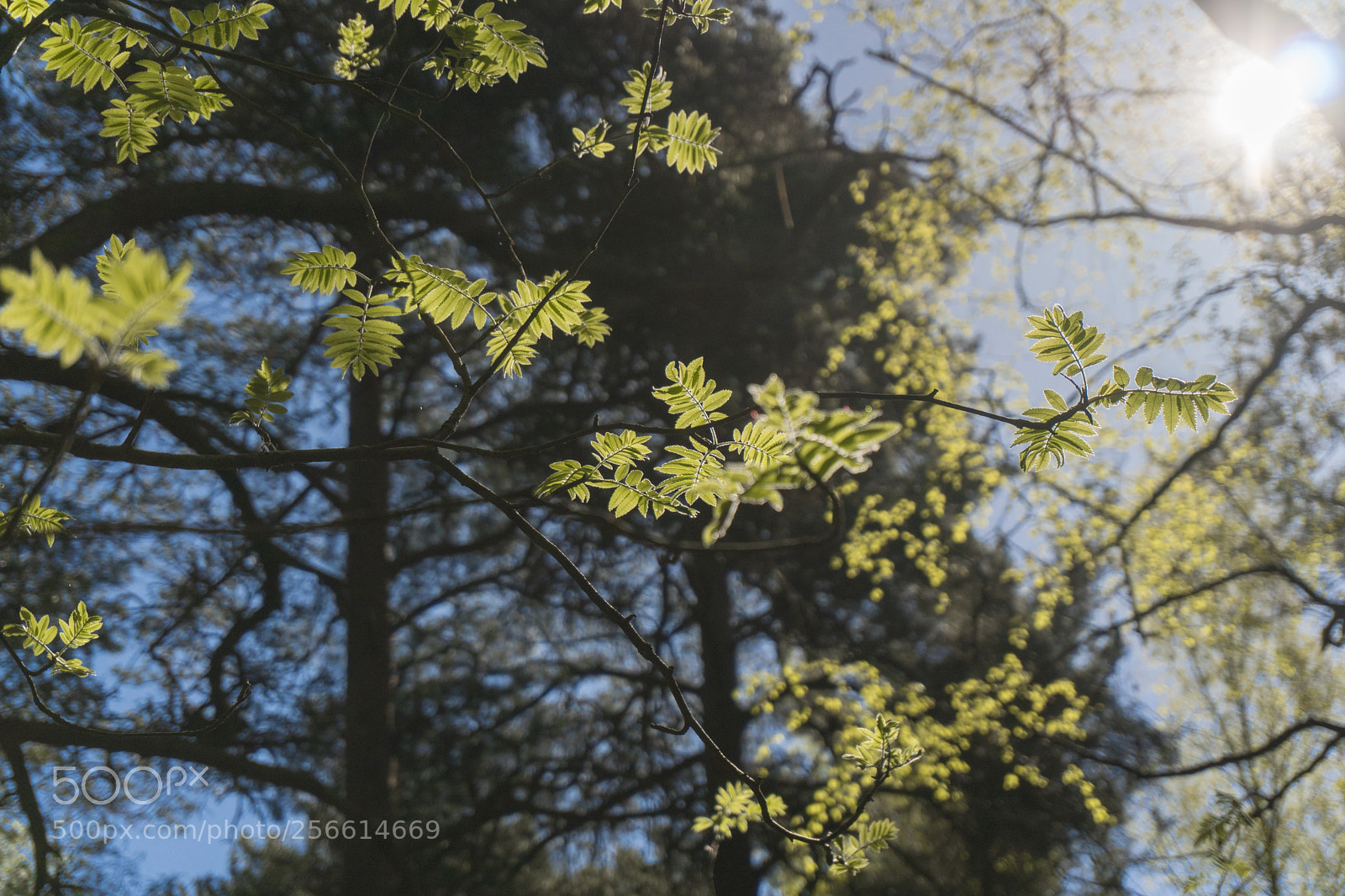 Sony a6300 sample photo. Dsc photography