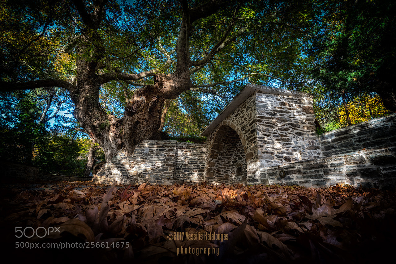 Nikon D750 sample photo. Megalibrisi photography