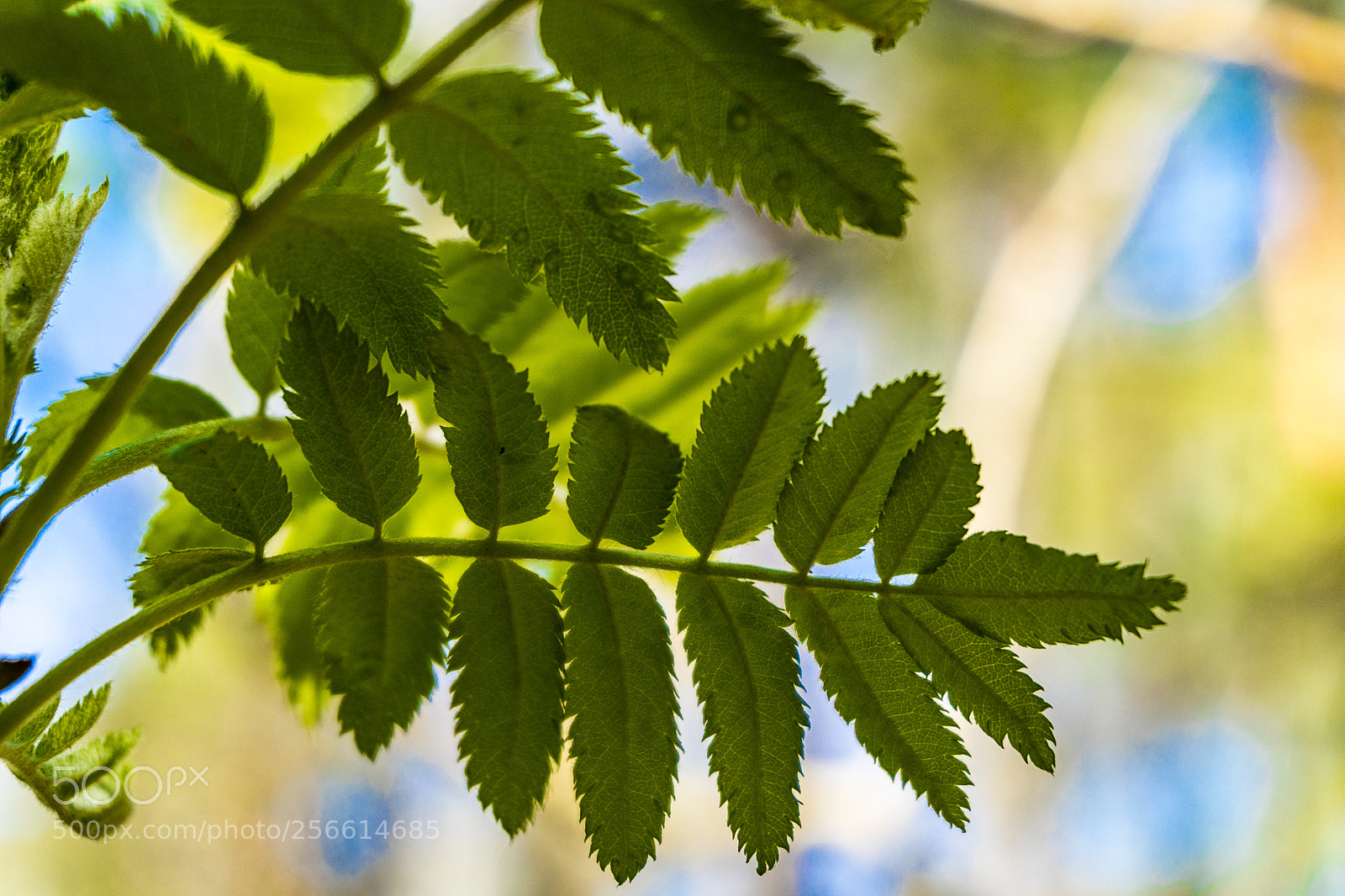 Sony a6300 sample photo. Dsc photography