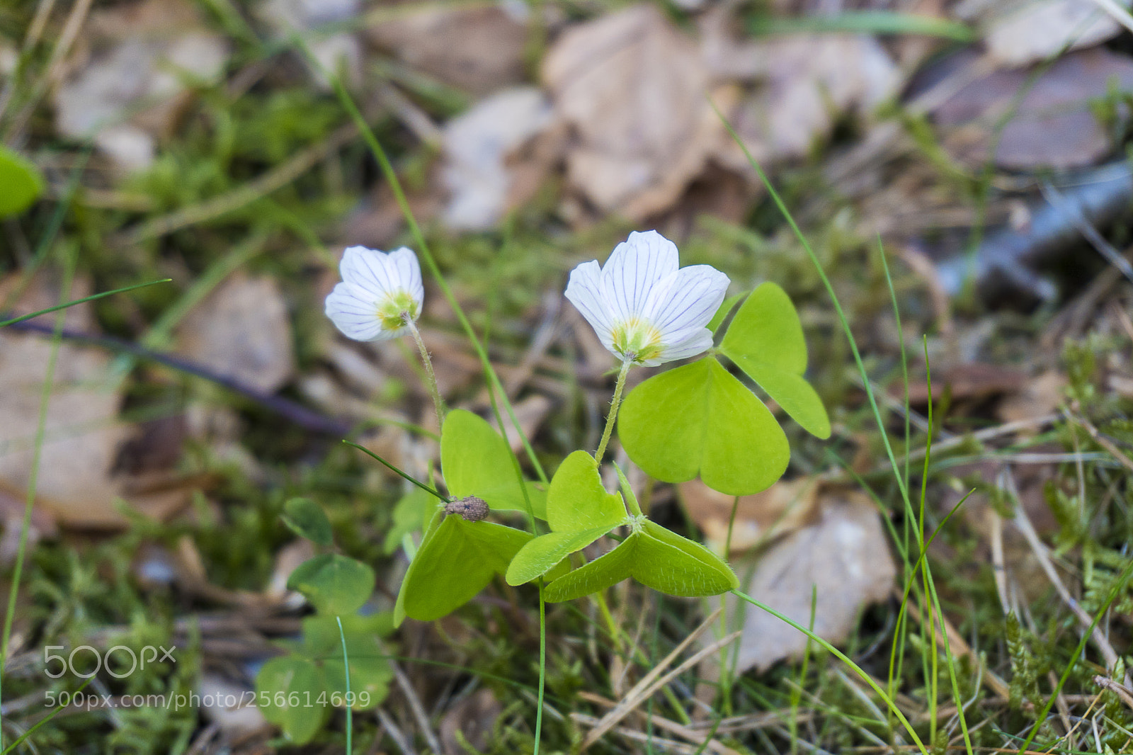 Sony a6300 sample photo. Dsc photography