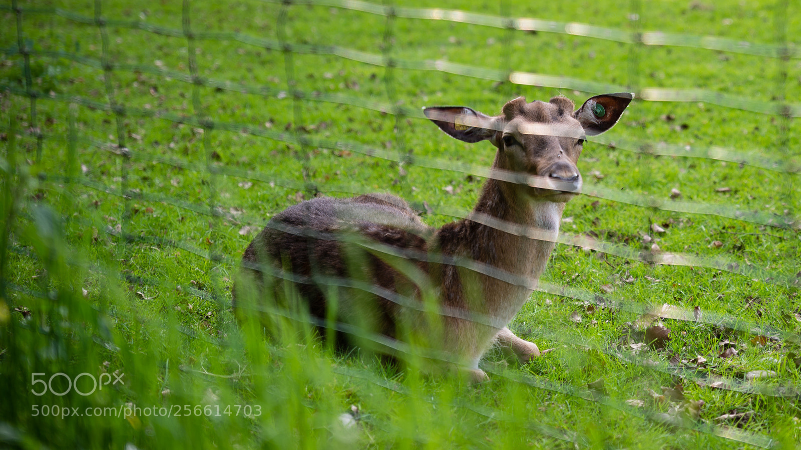 Nikon D610 sample photo. Untitled photography