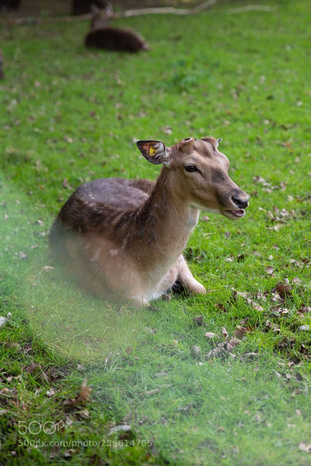 Nikon D610 sample photo. Untitled photography