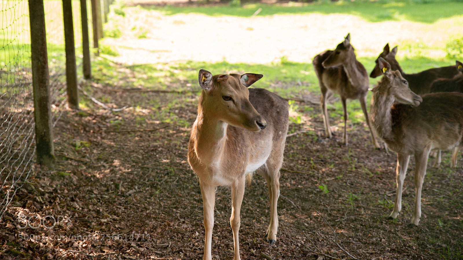 Nikon D610 sample photo. Untitled photography