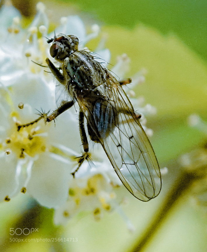 Sony Cyber-shot DSC-RX10 sample photo. Fly photography
