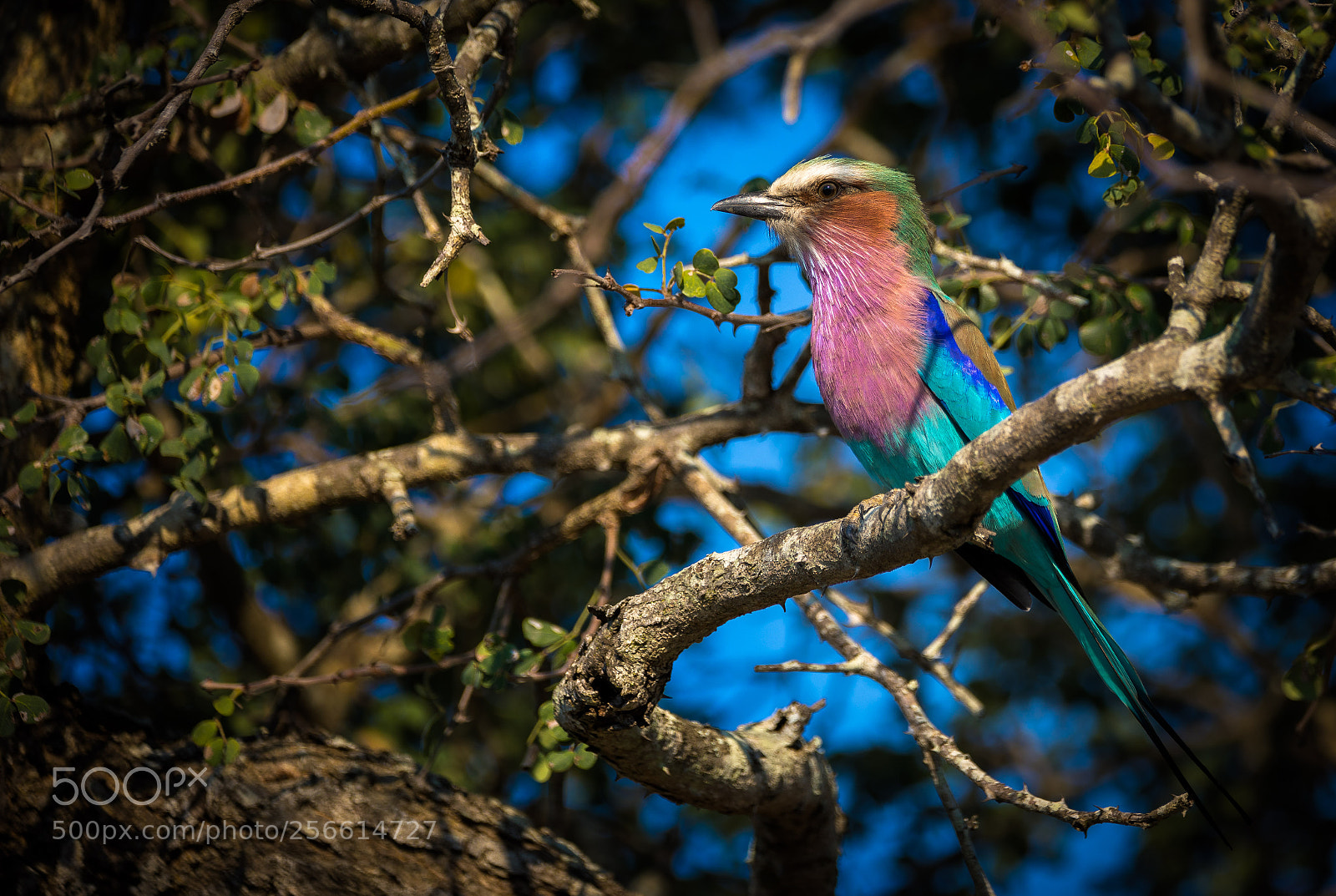 Canon EOS 5D Mark IV sample photo. Lilac-breasted roller tree photography