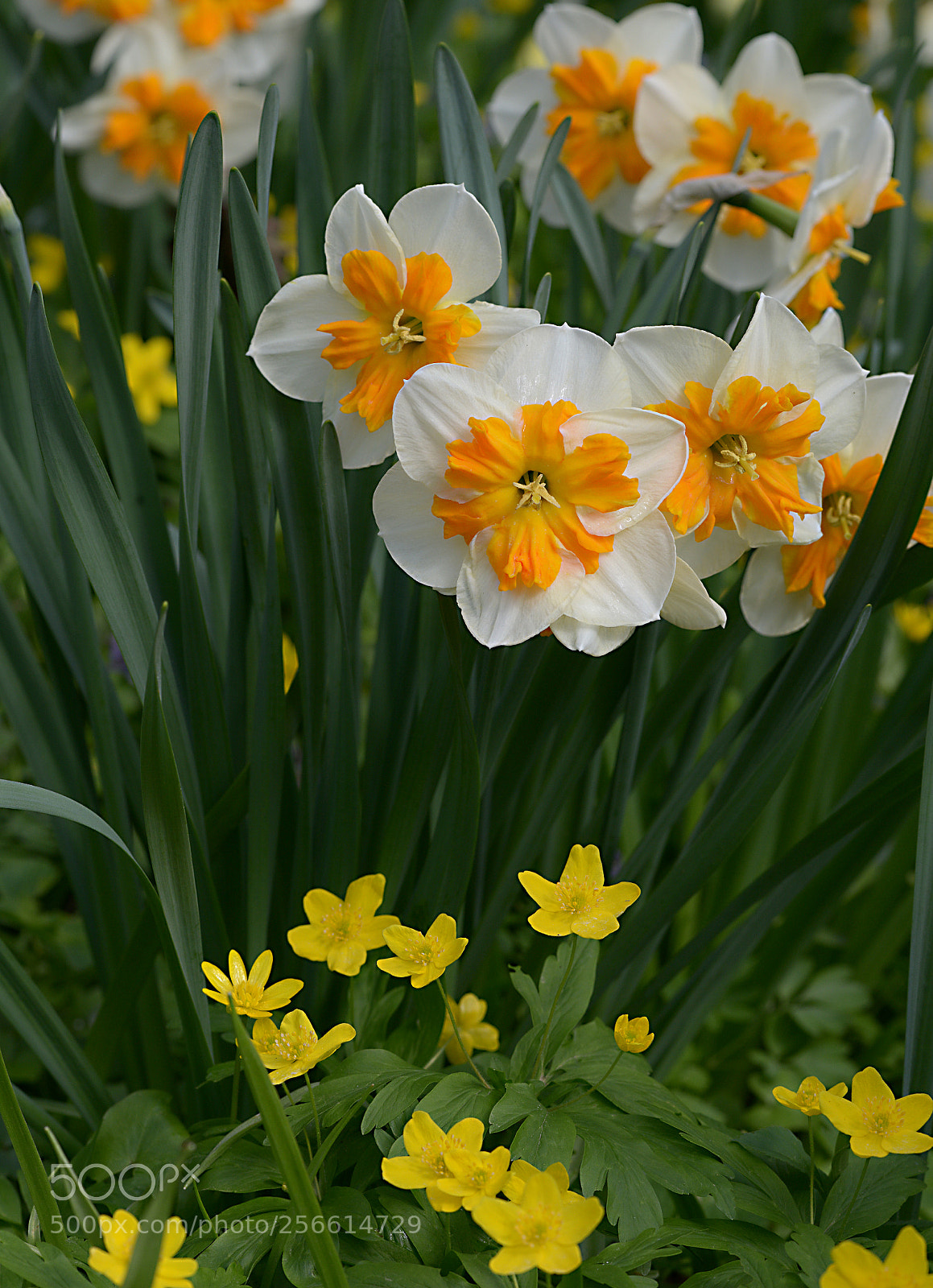 Nikon D800 sample photo. Flo_7934-1.jpg photography