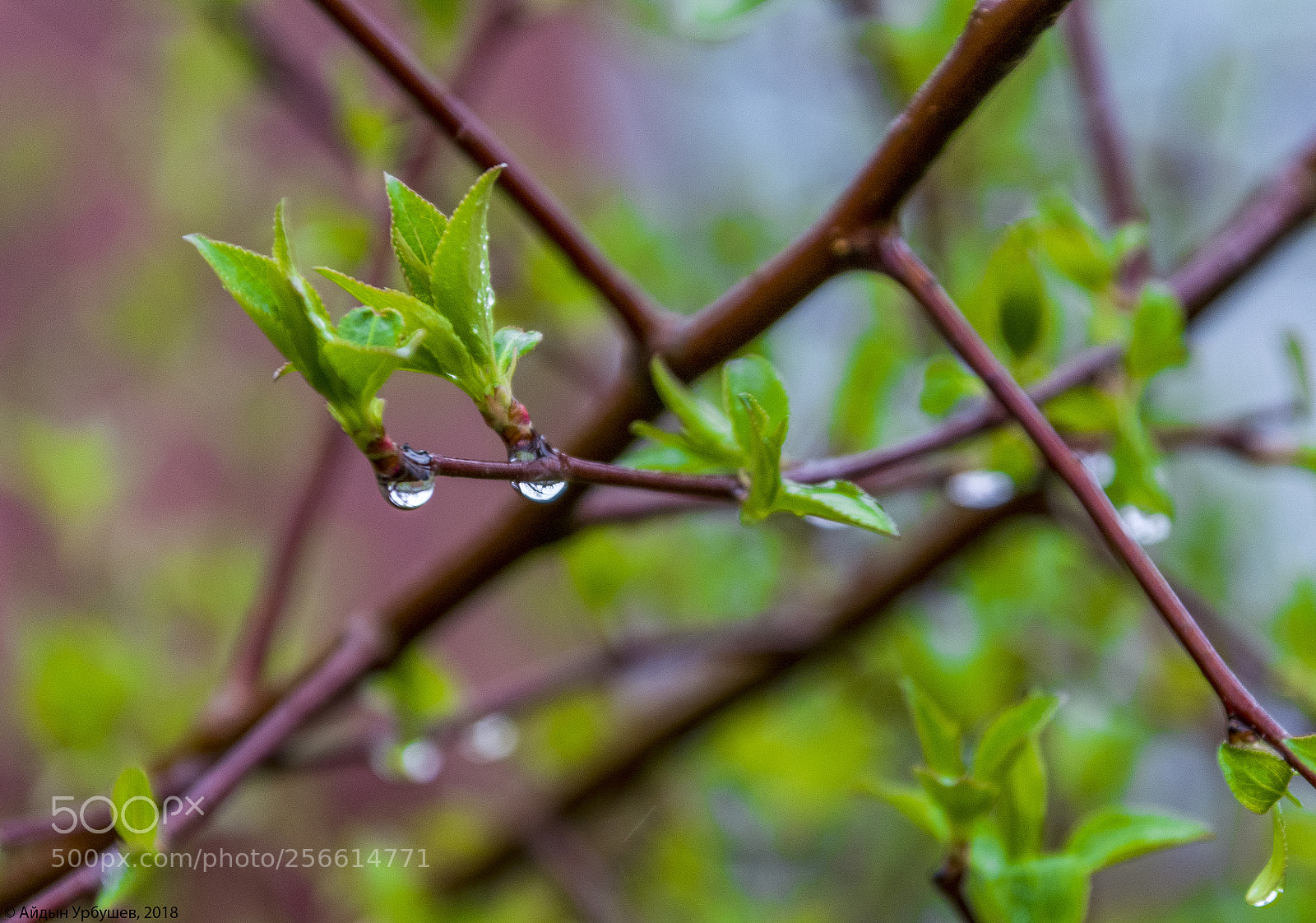 Nikon D5200 sample photo. Spring leaves photography