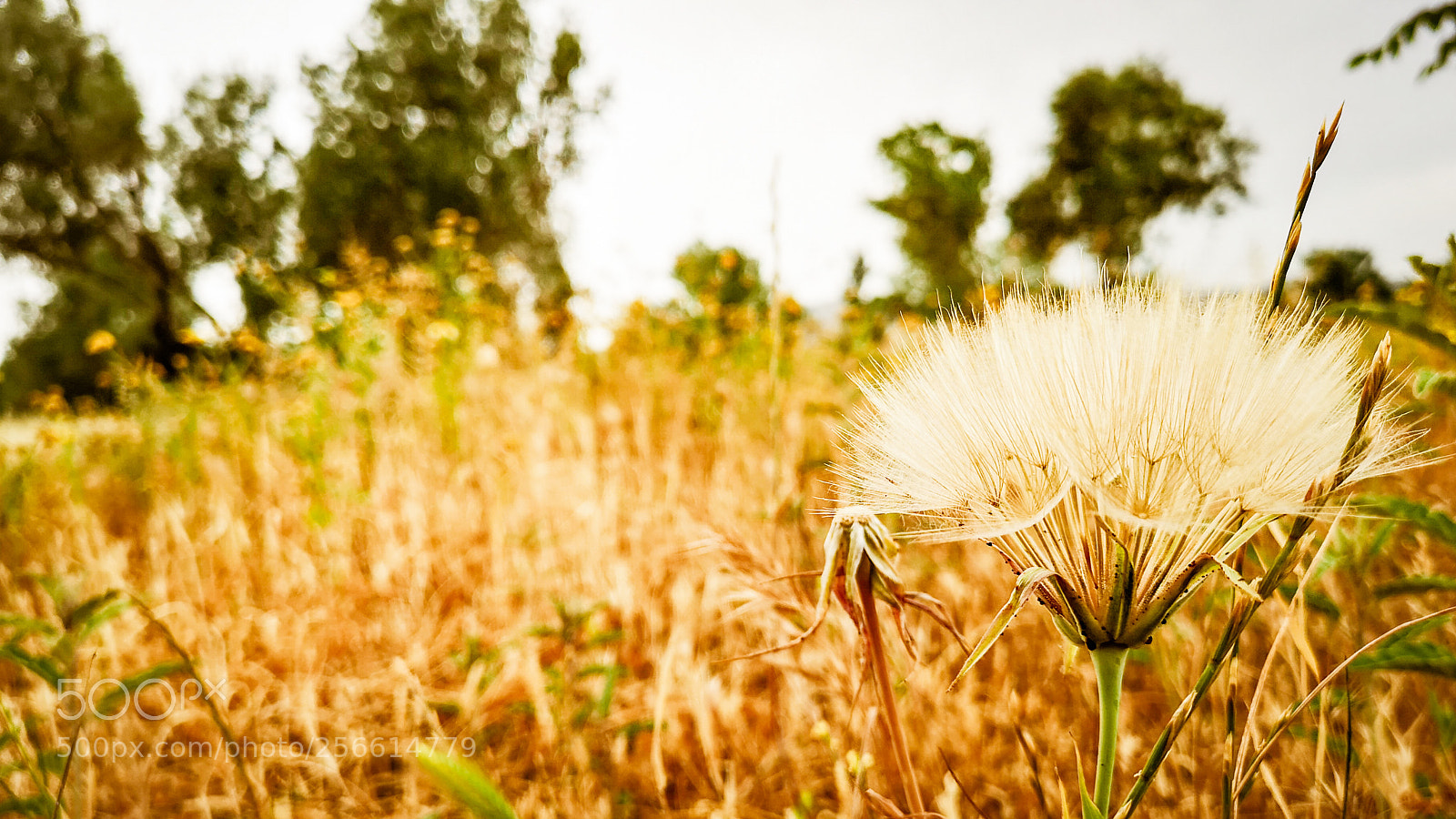 HUAWEI CLT-L29 sample photo. Plant photography