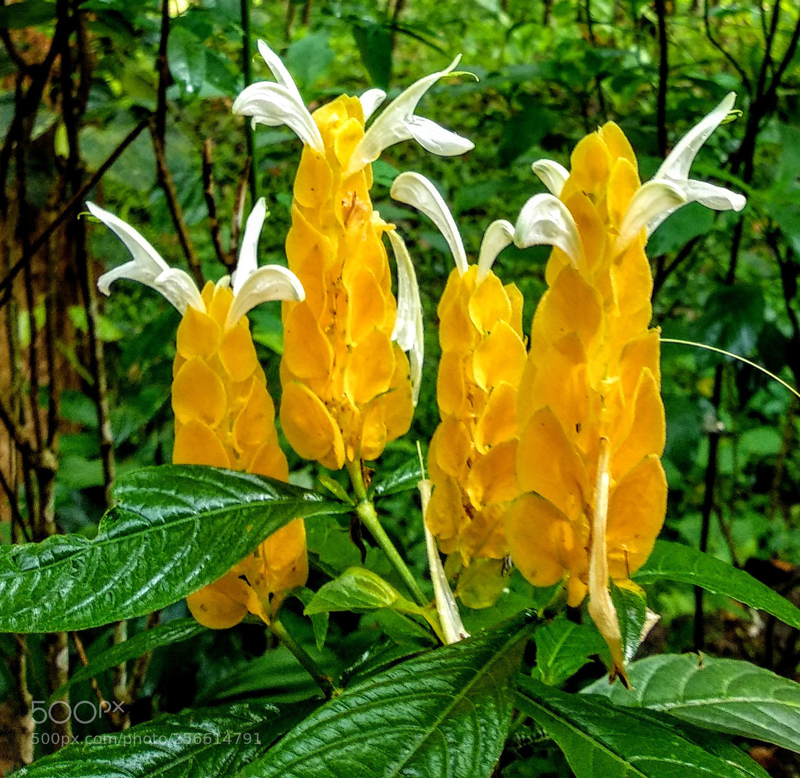Xiaomi Mi A1 sample photo. Tropical wild flowers photography