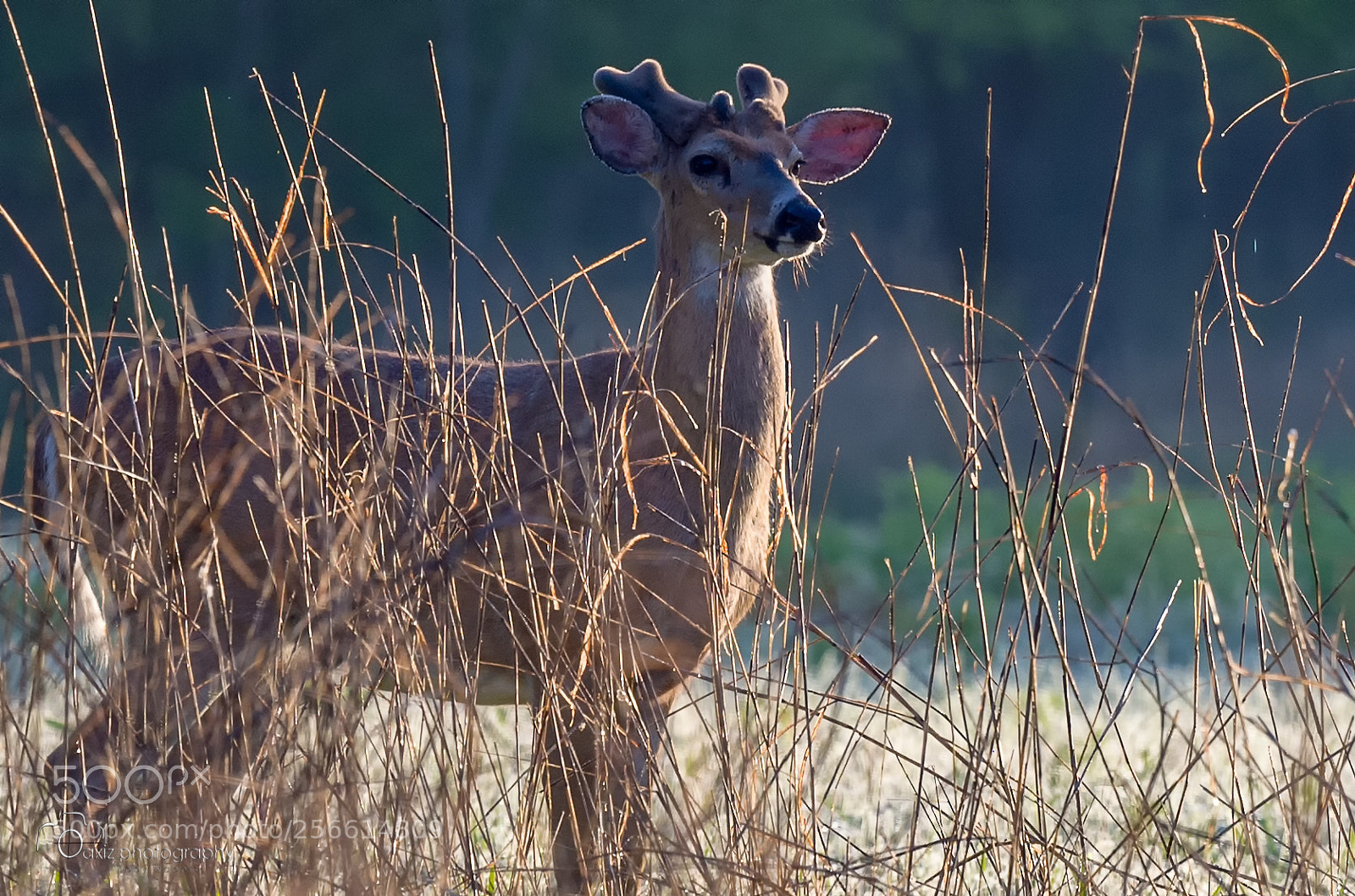 Nikon D4 sample photo. Morning deer photography