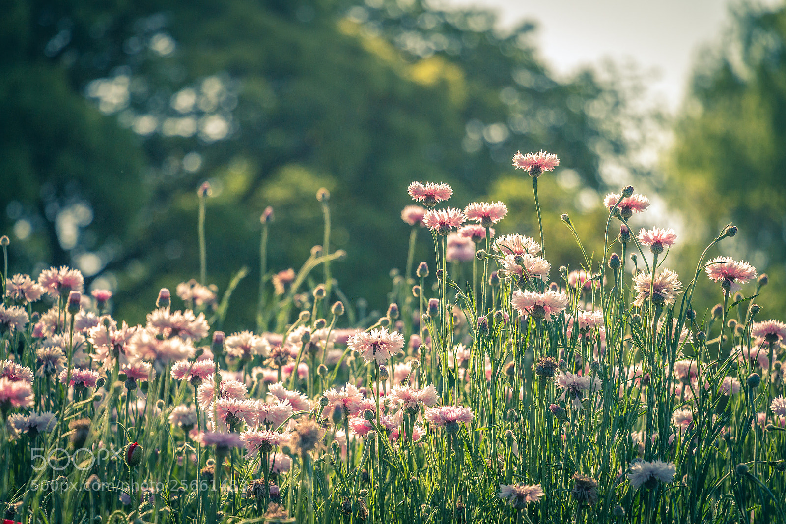 Canon EOS 70D sample photo. Pink flower photography