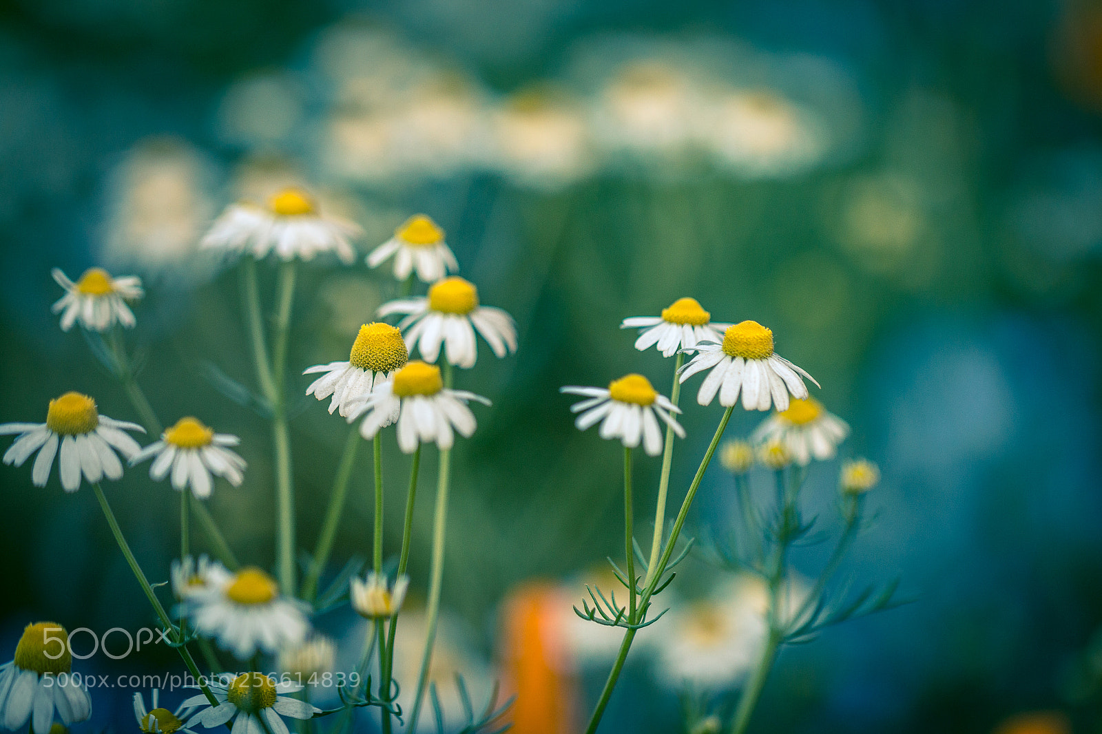 Canon EOS 70D sample photo. Yellow flower photography