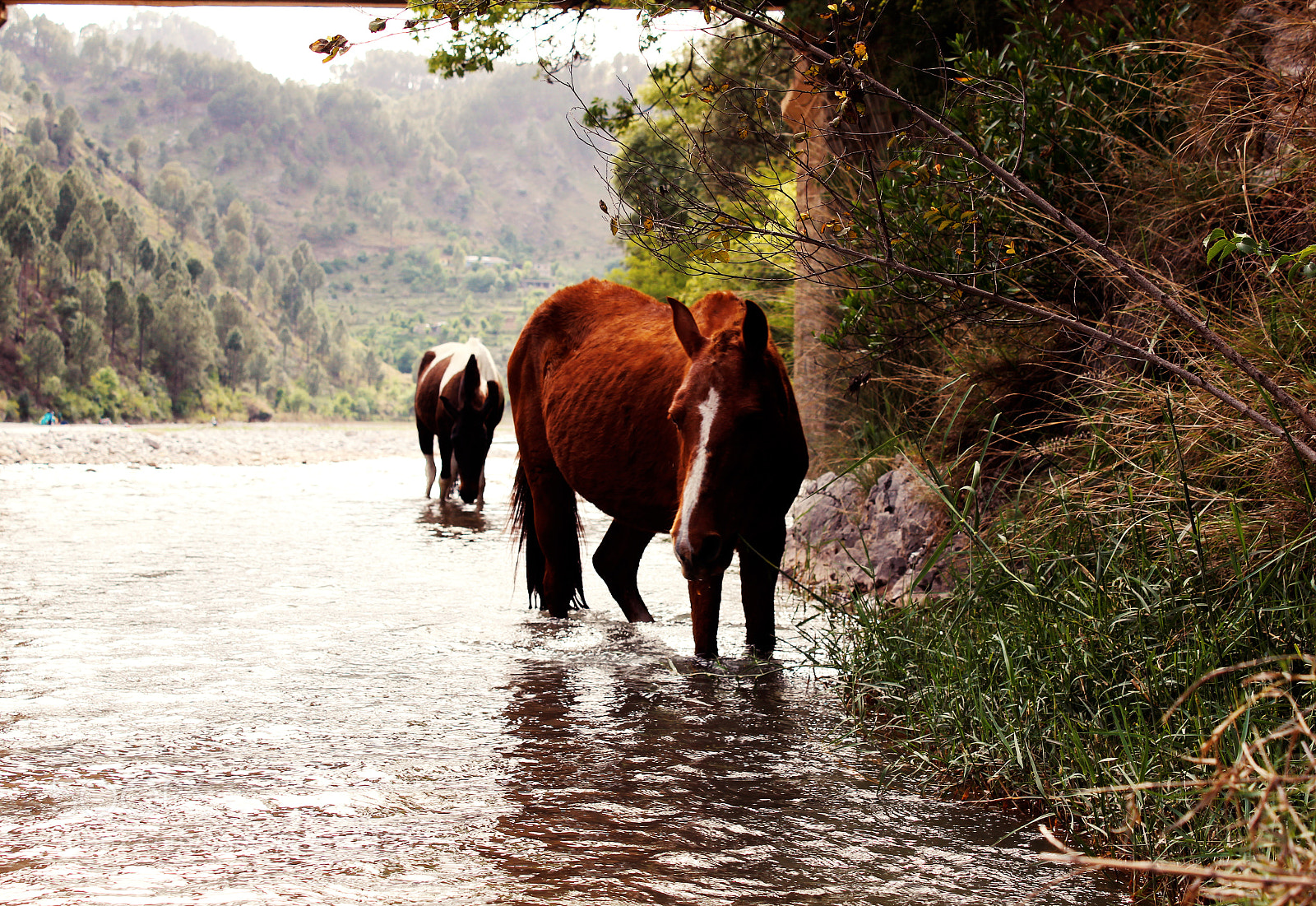 Canon EOS 1200D (EOS Rebel T5 / EOS Kiss X70 / EOS Hi) sample photo. Horse in water photography