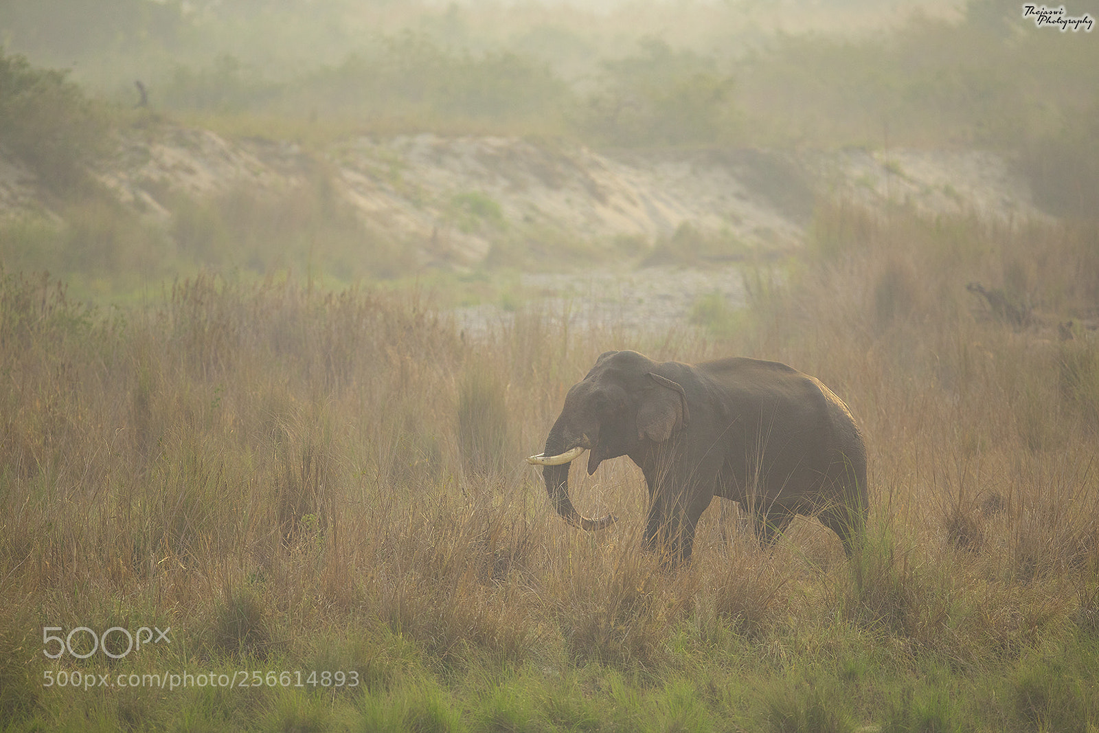 Canon EOS 5D Mark IV sample photo. Asiatic elephant photography