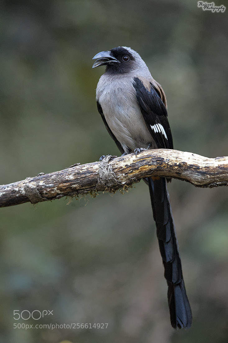 Canon EOS 5D Mark IV sample photo. Grey treepie photography