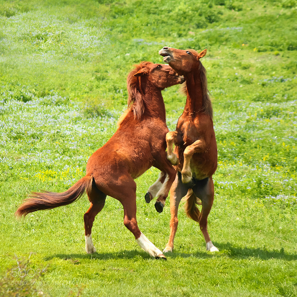 Canon EOS 1300D (EOS Rebel T6 / EOS Kiss X80) sample photo. Wild horses photography