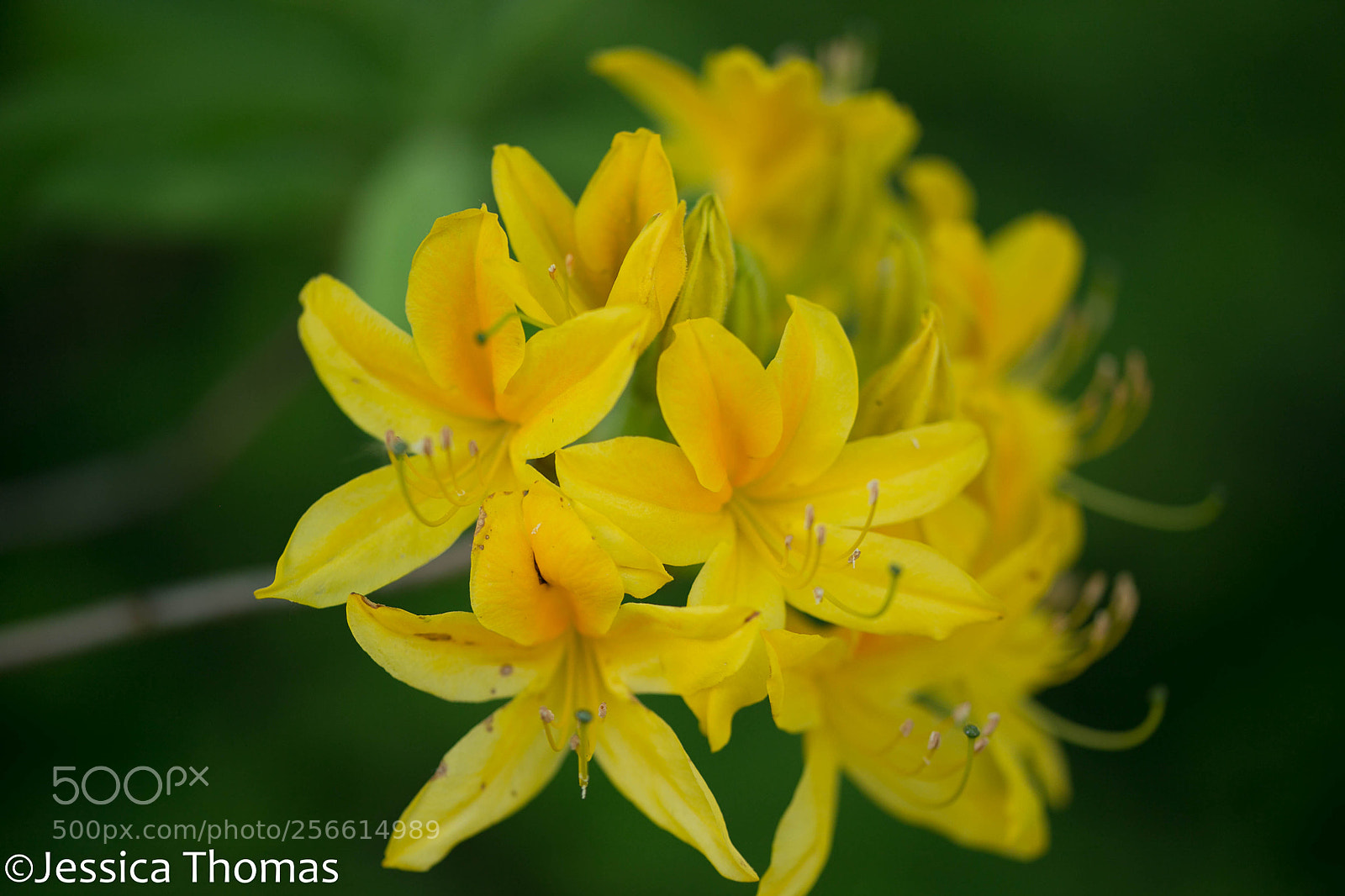 Canon EOS 6D sample photo. Untitled photography