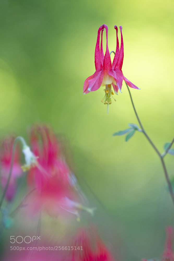 Canon EOS 70D sample photo. Akelei photography