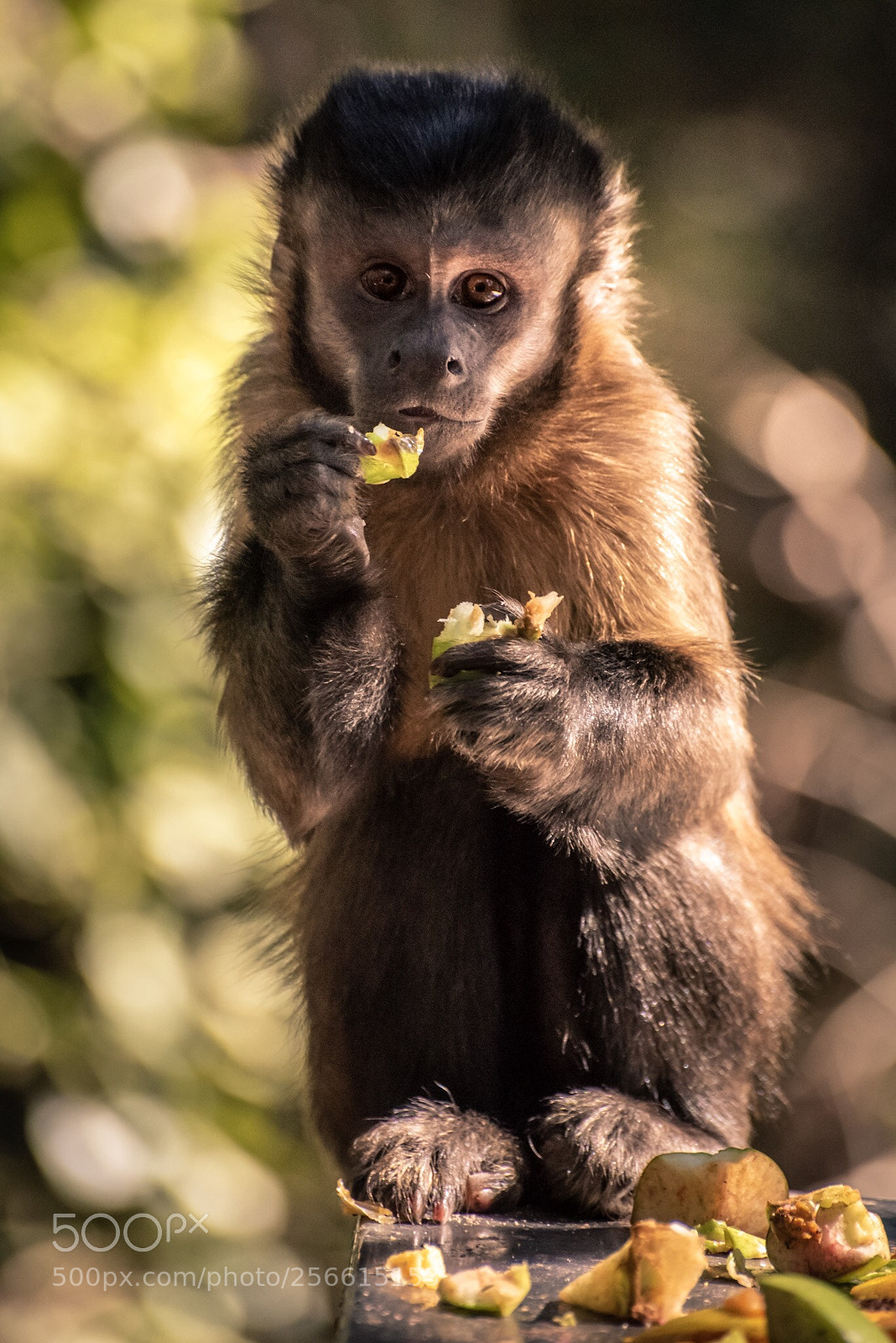 Nikon D750 sample photo. It’s lunch time! photography