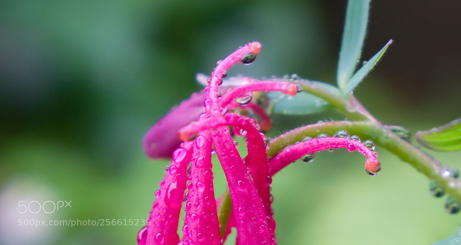 Sony Alpha NEX-7 sample photo. Untitled photography