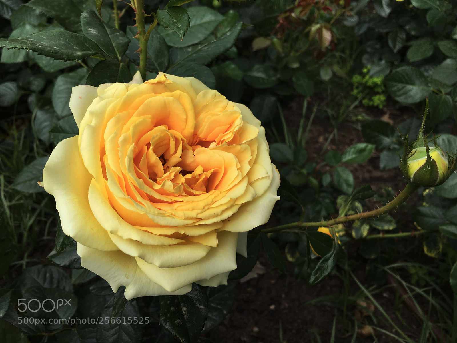 Apple iPhone 6s Plus sample photo. Rosa photography