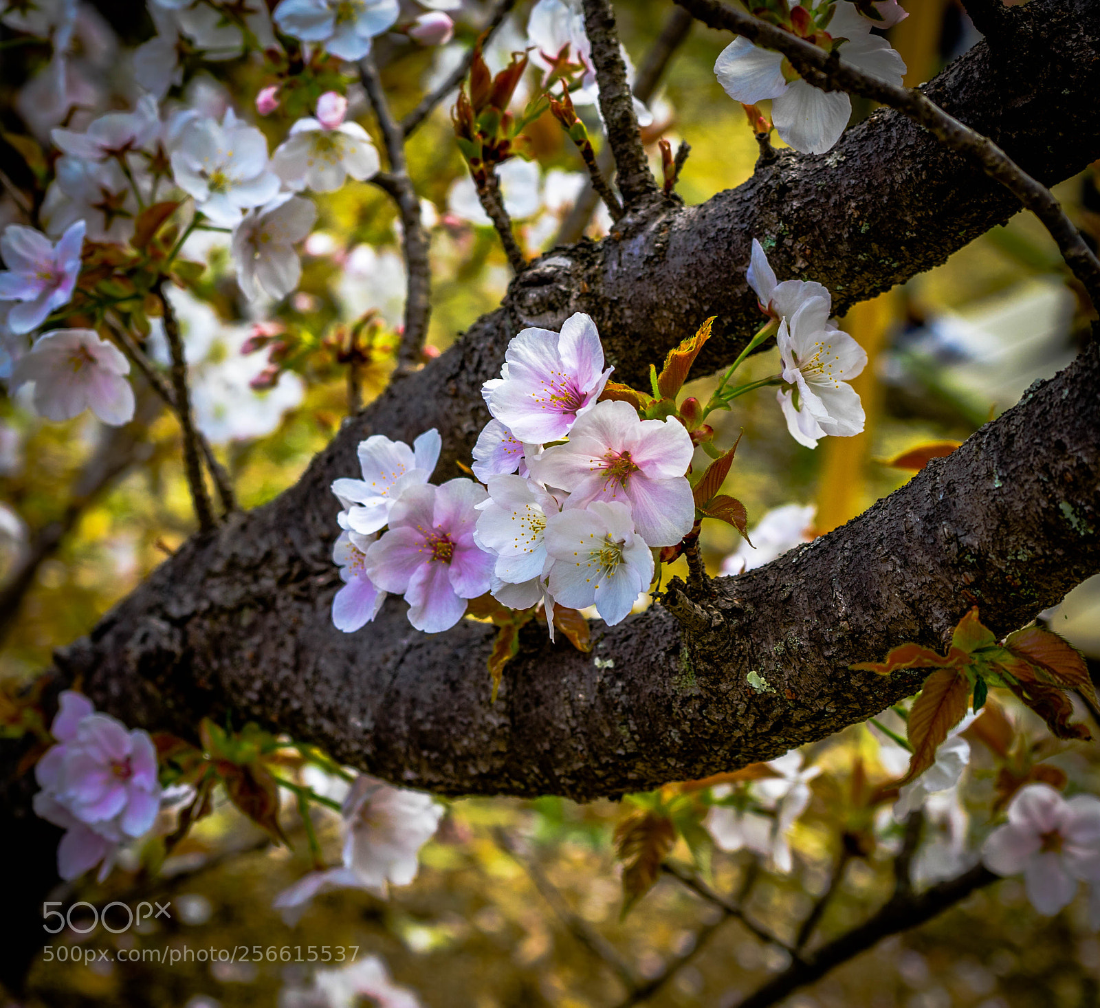 Sony a7 sample photo. Cherry blossoms photography