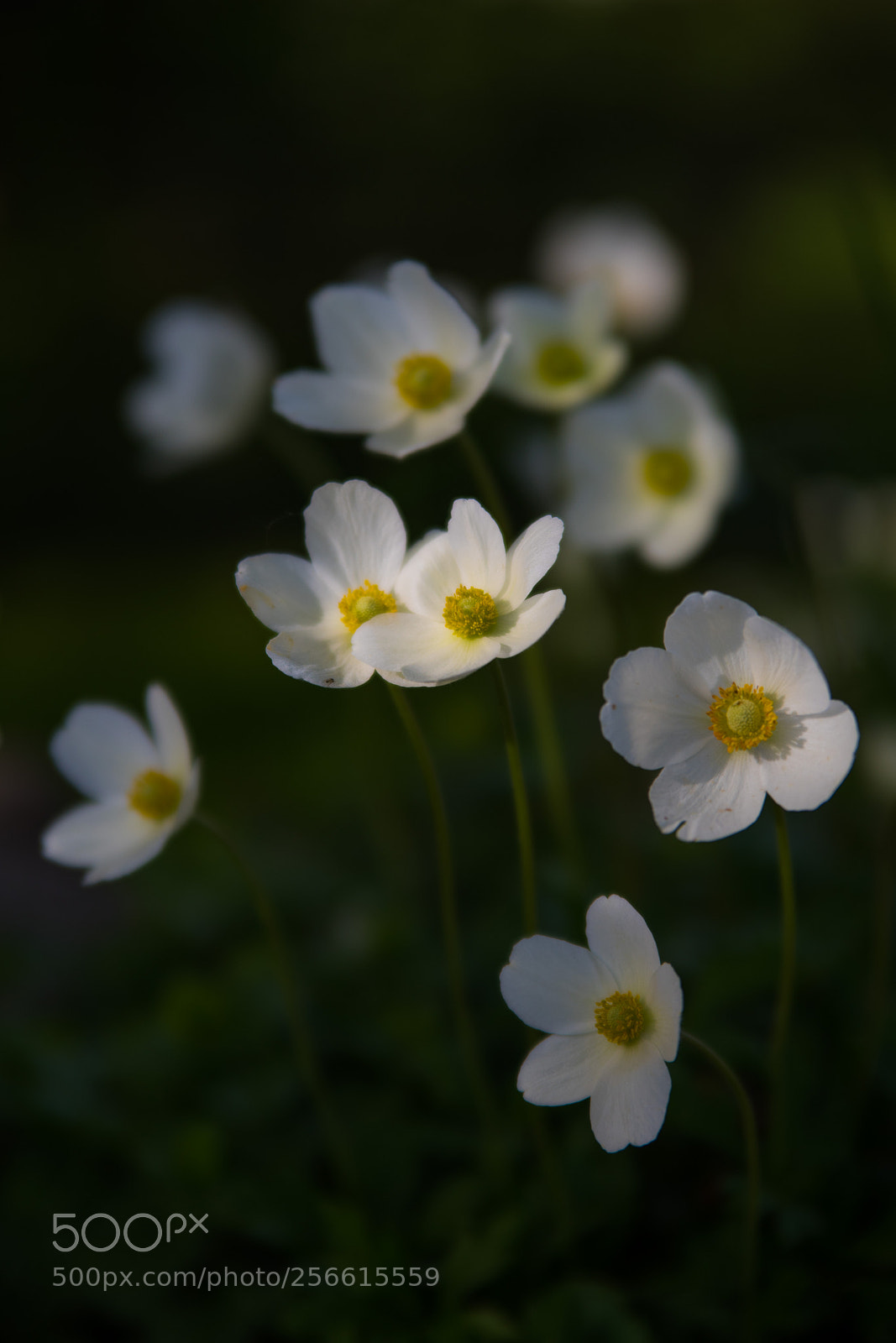 Nikon D750 sample photo. Evening 5.5.2018 photography