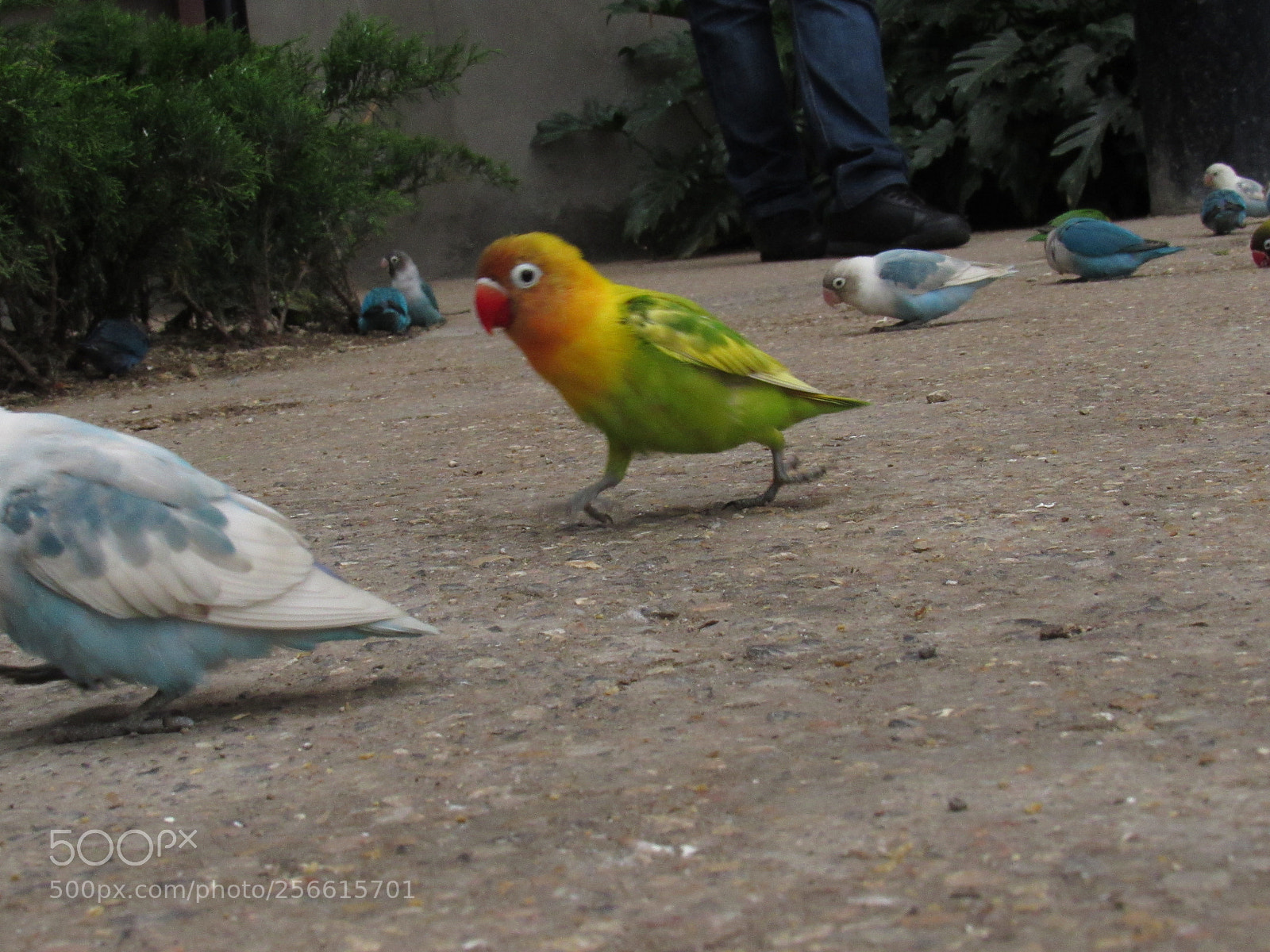 Canon PowerShot SX530 HS sample photo. Sobresalir photography