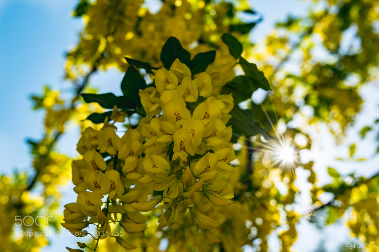 Nikon D5500 sample photo. Yellow flowers photography