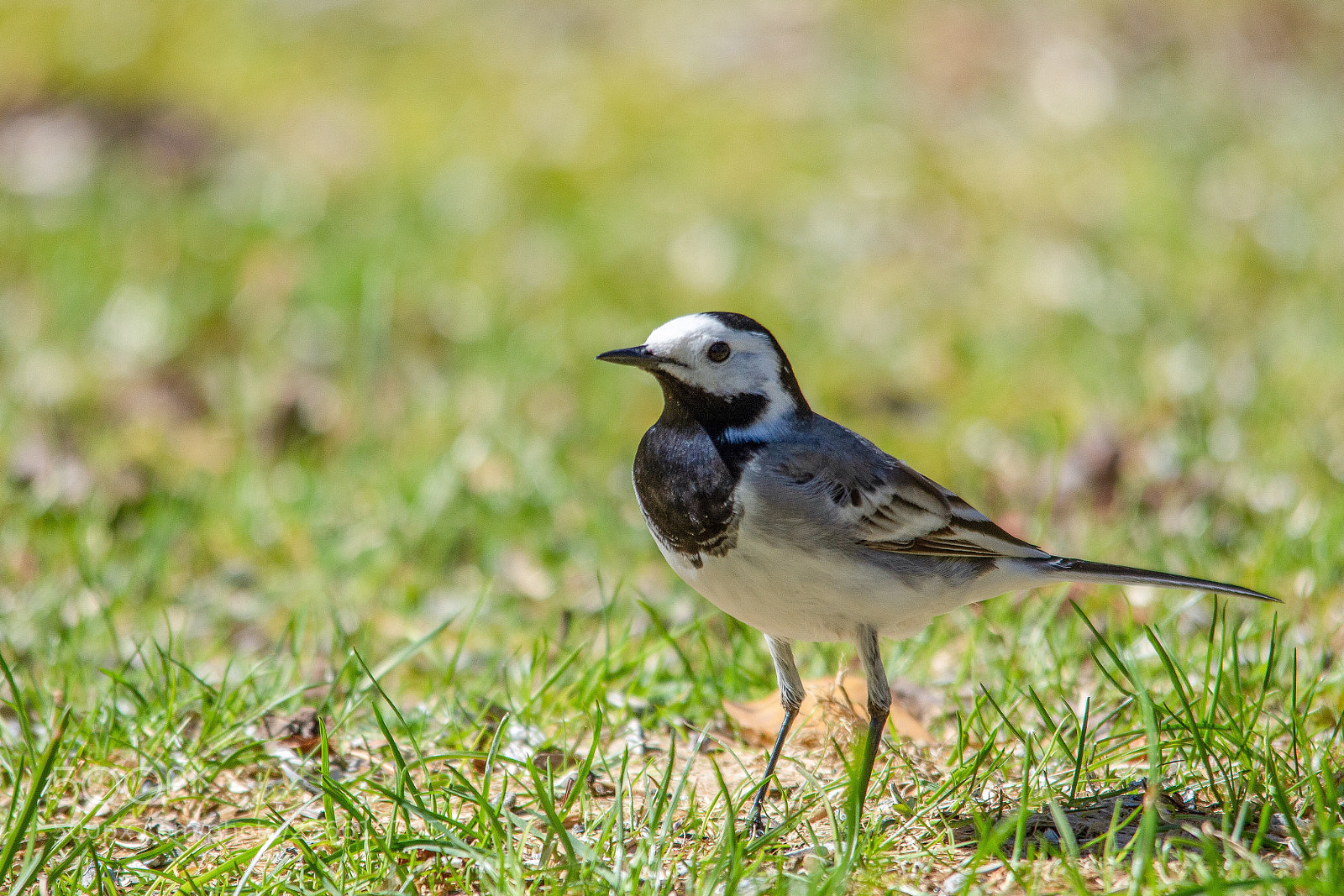 Nikon D7200 sample photo. Wagtail photography