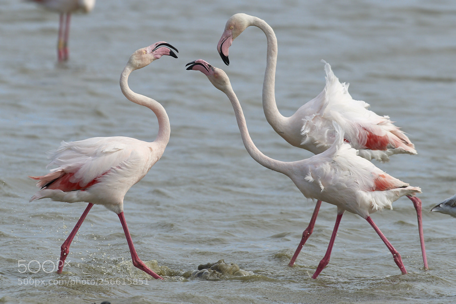 Nikon D800 sample photo. Quarrelsome pink flamingos photography