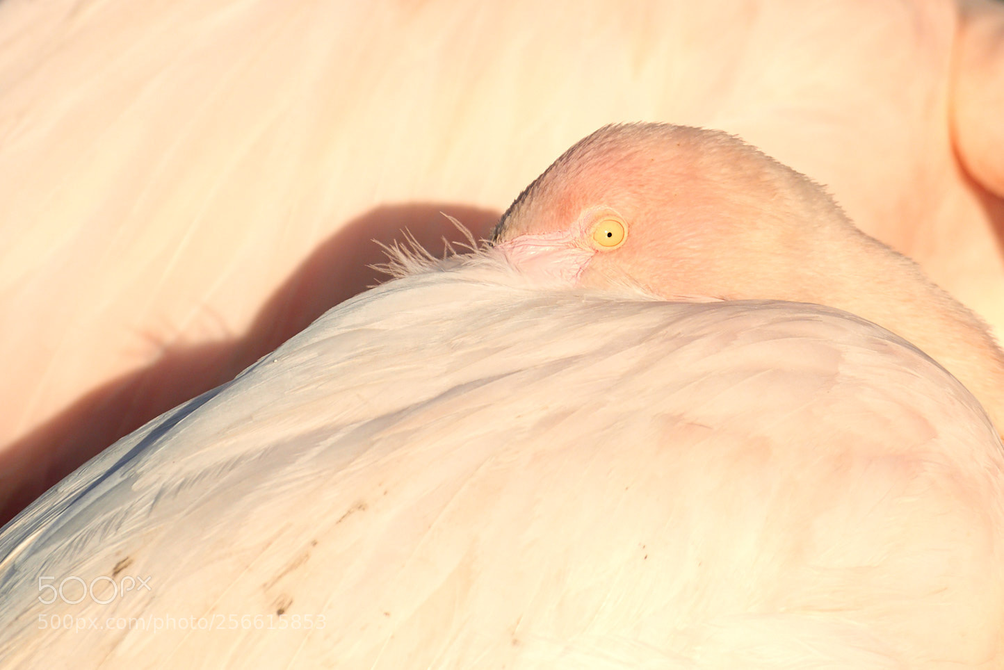 Nikon D800 sample photo. To sleep. pink flamingo photography