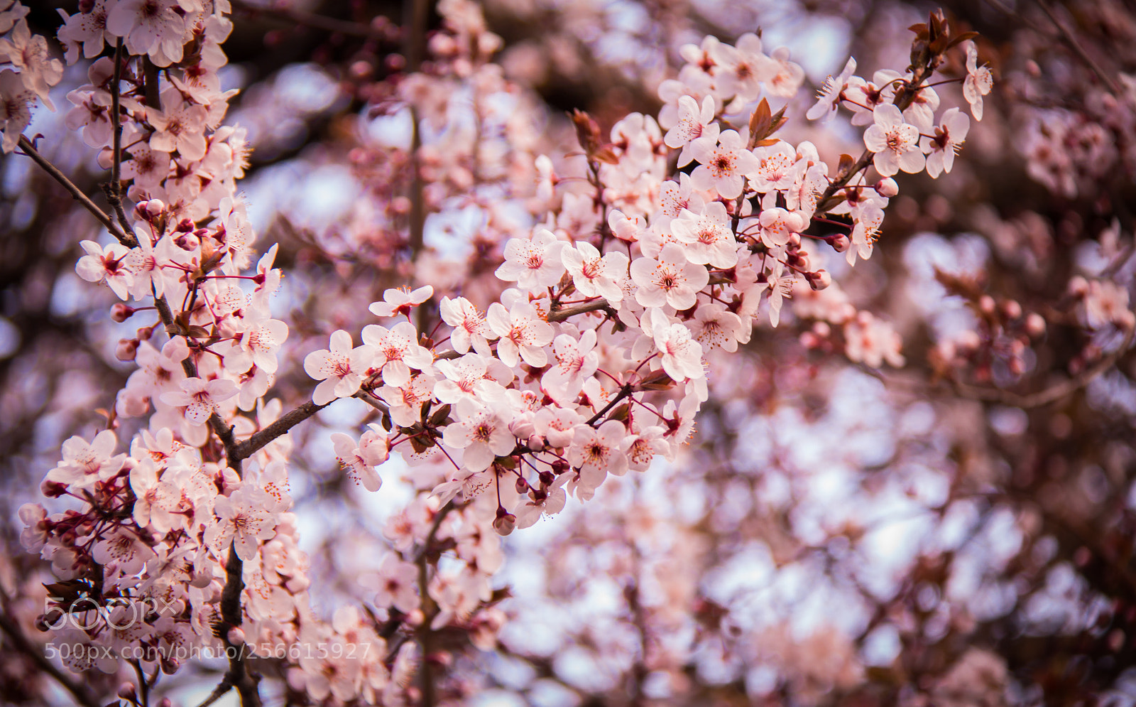 Canon EOS 650D (EOS Rebel T4i / EOS Kiss X6i) sample photo. Img photography
