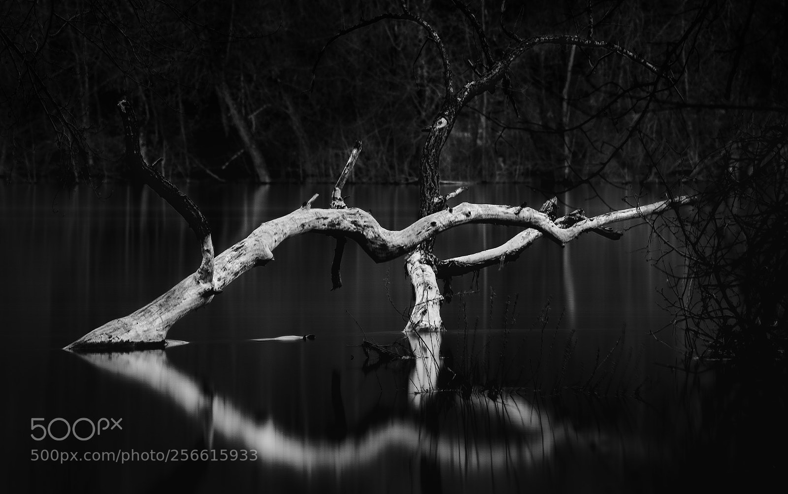 Sony a7 III sample photo. Fallen birch photography
