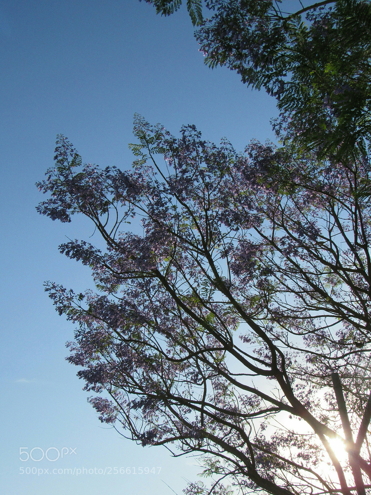 Canon PowerShot SX530 HS sample photo. Cielito lindo photography