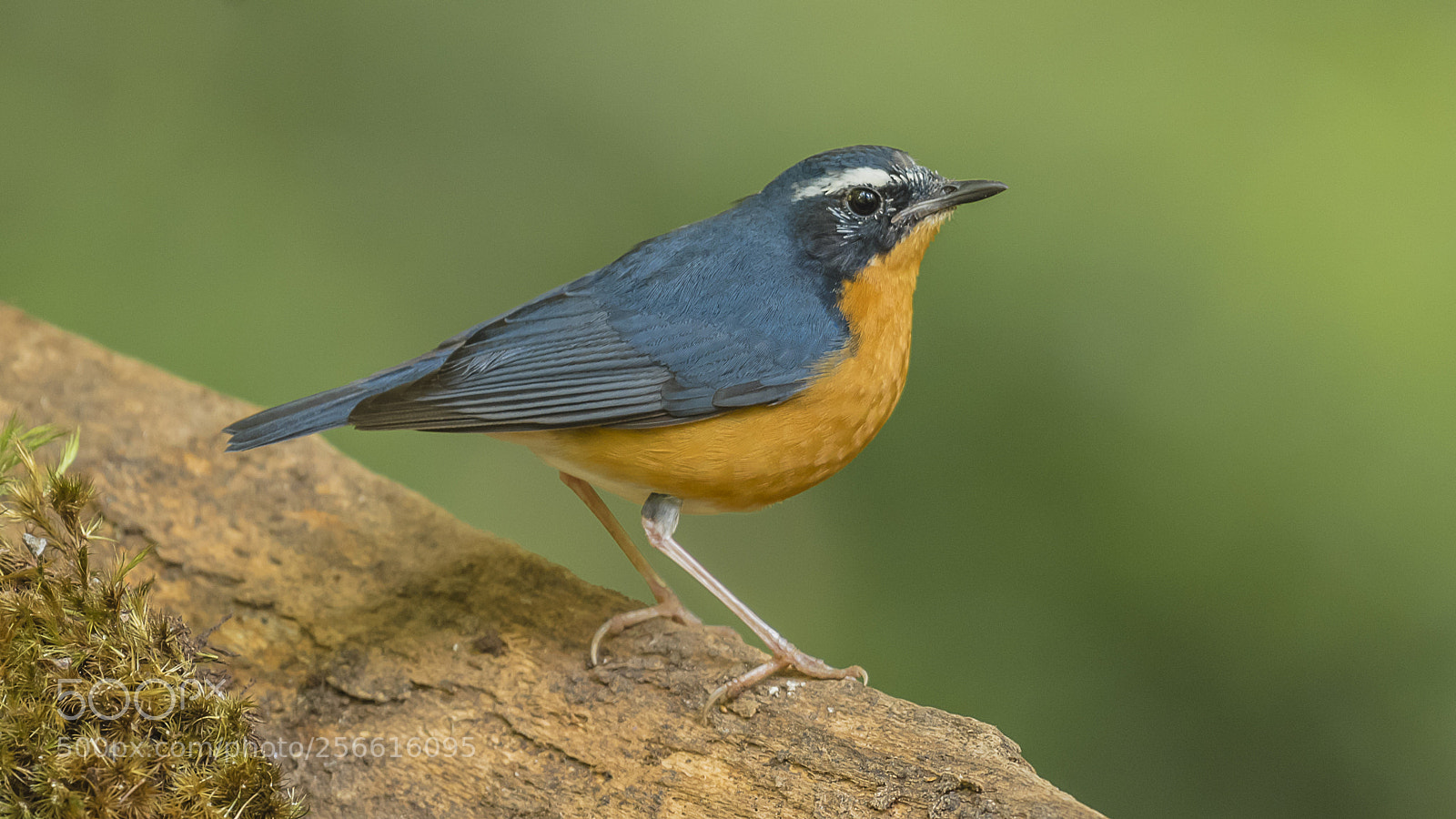 Nikon D750 sample photo. Indian blue robin photography