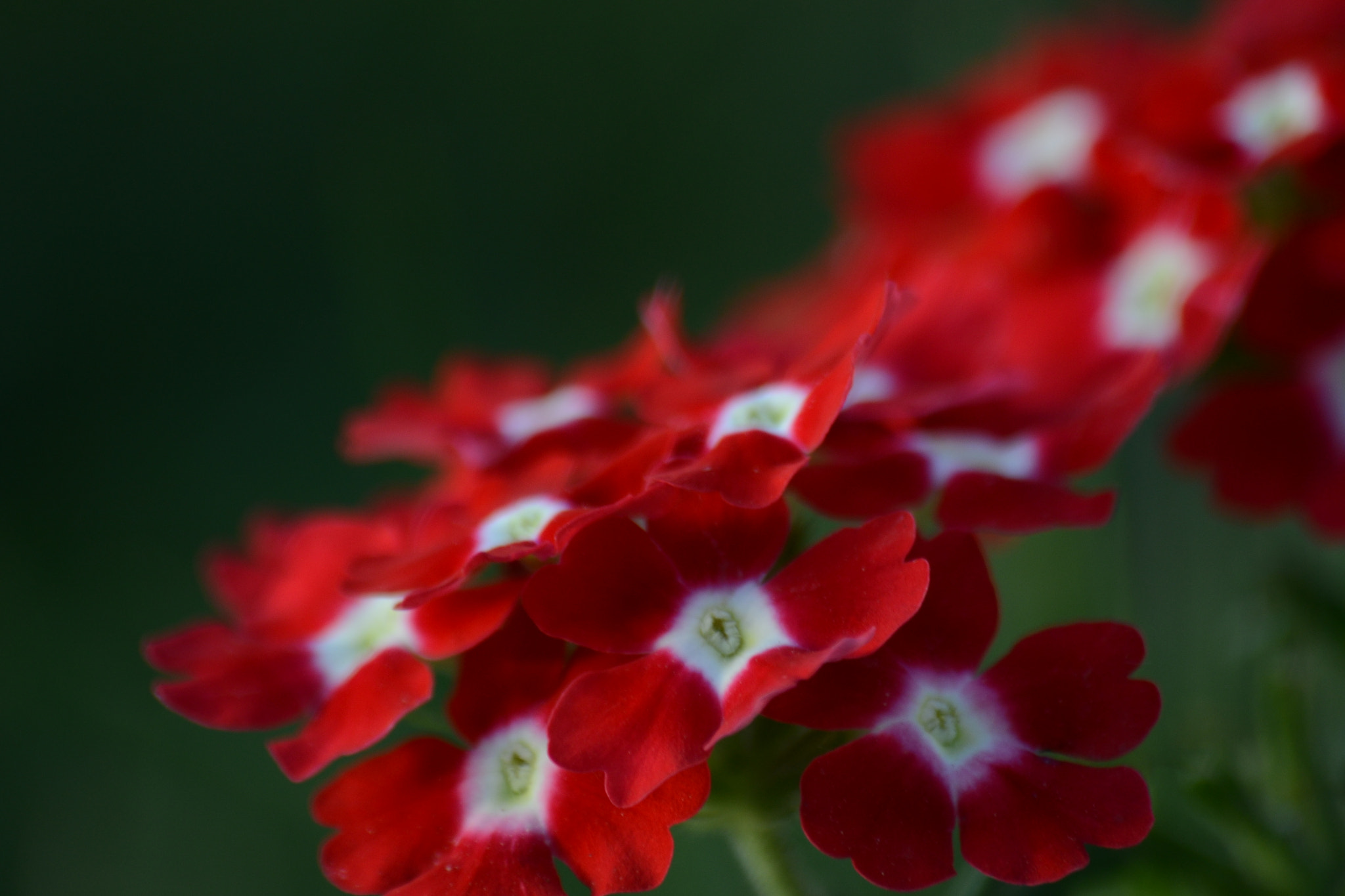 Nikon D3100 + Sigma 70-300mm F4-5.6 APO DG Macro sample photo. Red flower photography