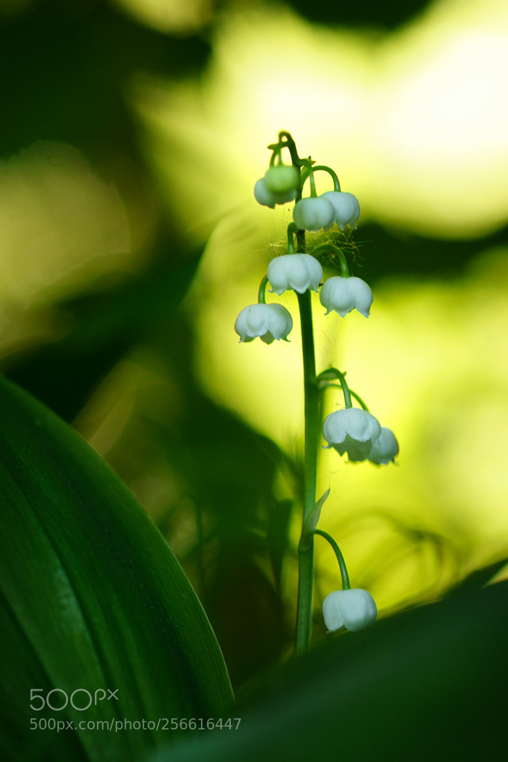 Sony ILCA-77M2 sample photo. Lily of the valley photography