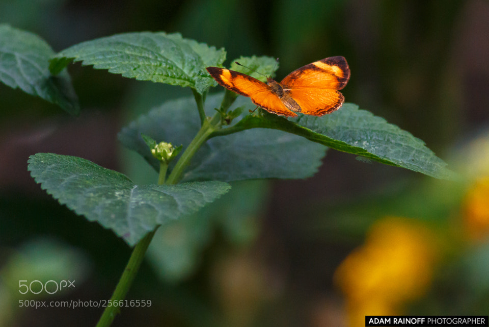 Canon EOS 70D sample photo. Black-bordered tegosa recinto del photography