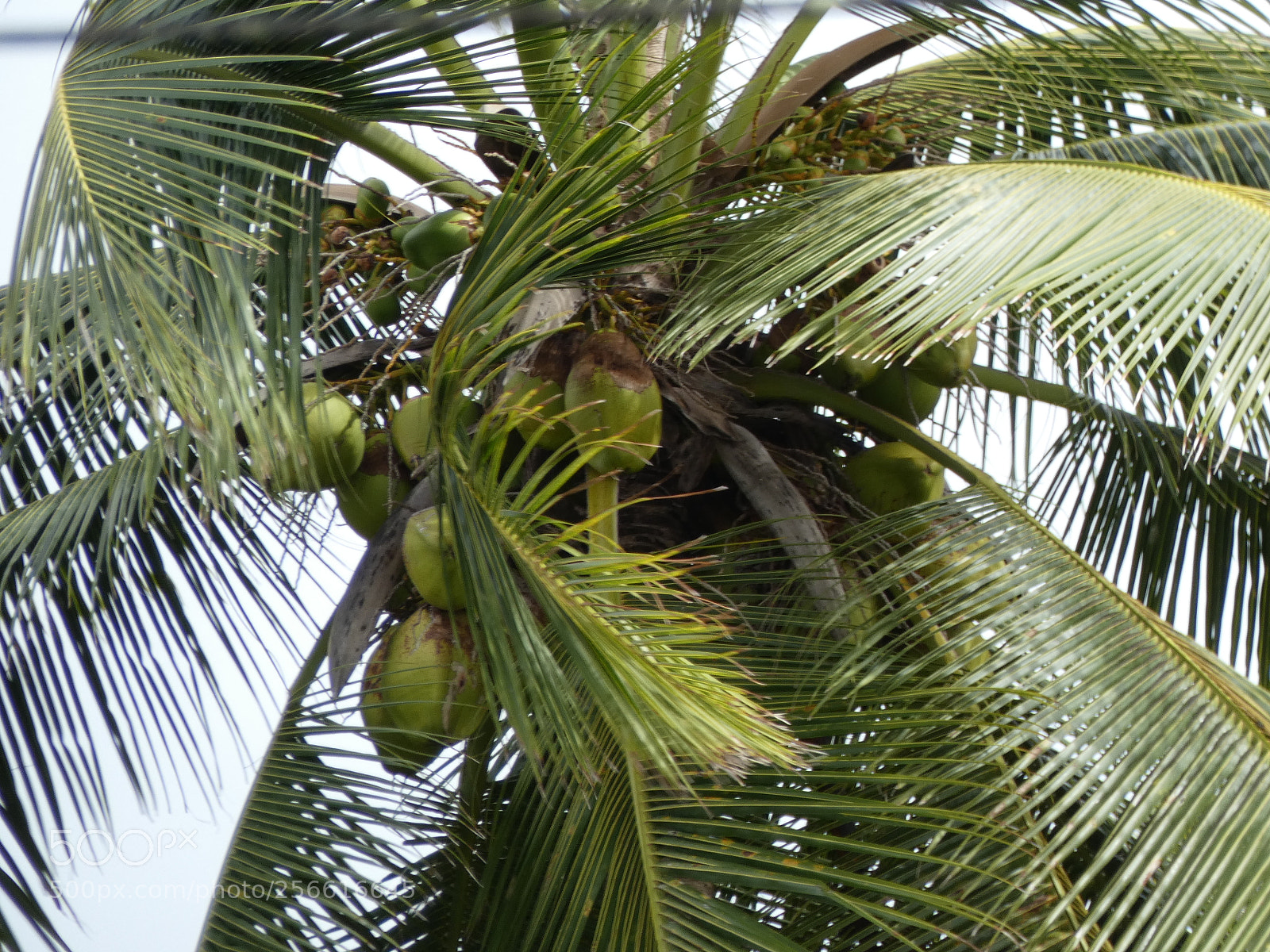 Panasonic Lumix DC-FZ80 (Lumix DC-FZ82) sample photo. Tropical coconut tree photography