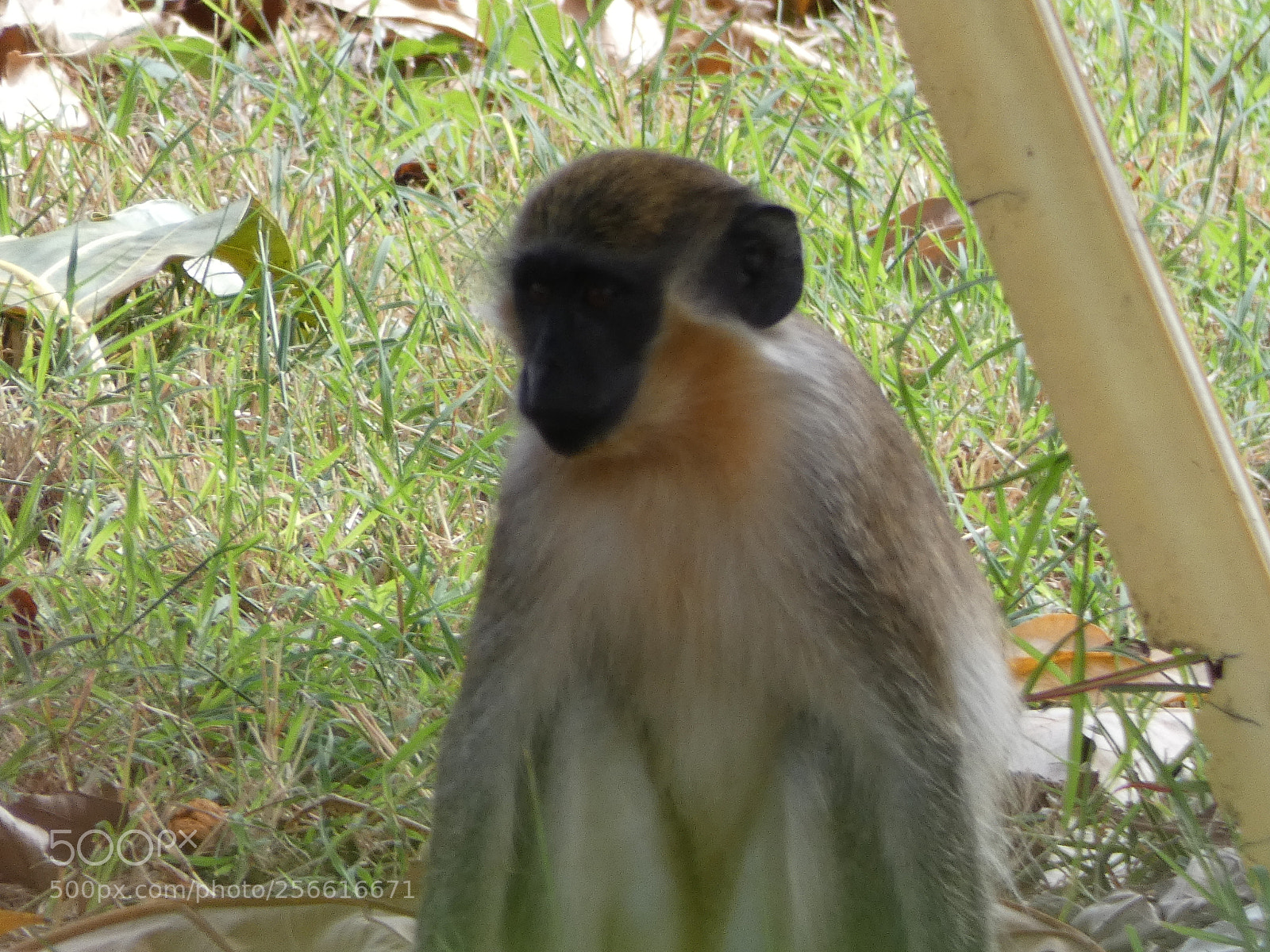 Panasonic Lumix DC-FZ80 (Lumix DC-FZ82) sample photo. Barbados green monkey photography