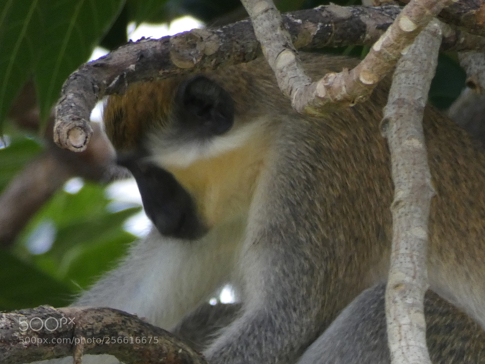 Panasonic Lumix DC-FZ80 (Lumix DC-FZ82) sample photo. Mother green monkey photography