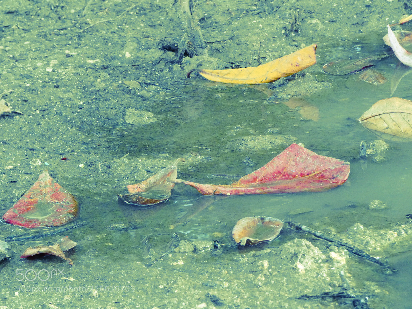 Panasonic Lumix DC-FZ80 (Lumix DC-FZ82) sample photo. Mud puddle with colorful photography