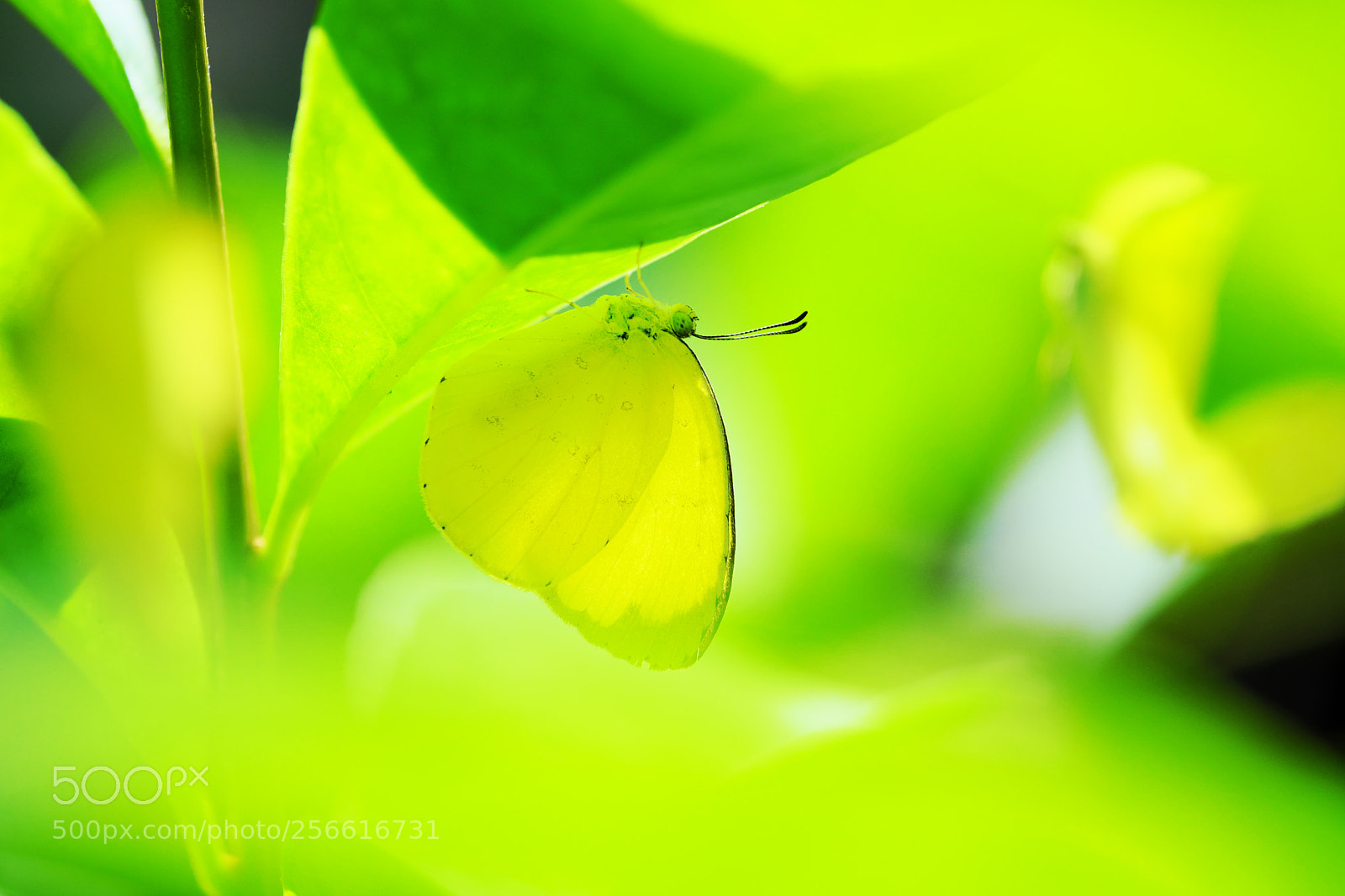 Fujifilm X-T2 sample photo. 黄蝶(eurema hecabe) photography