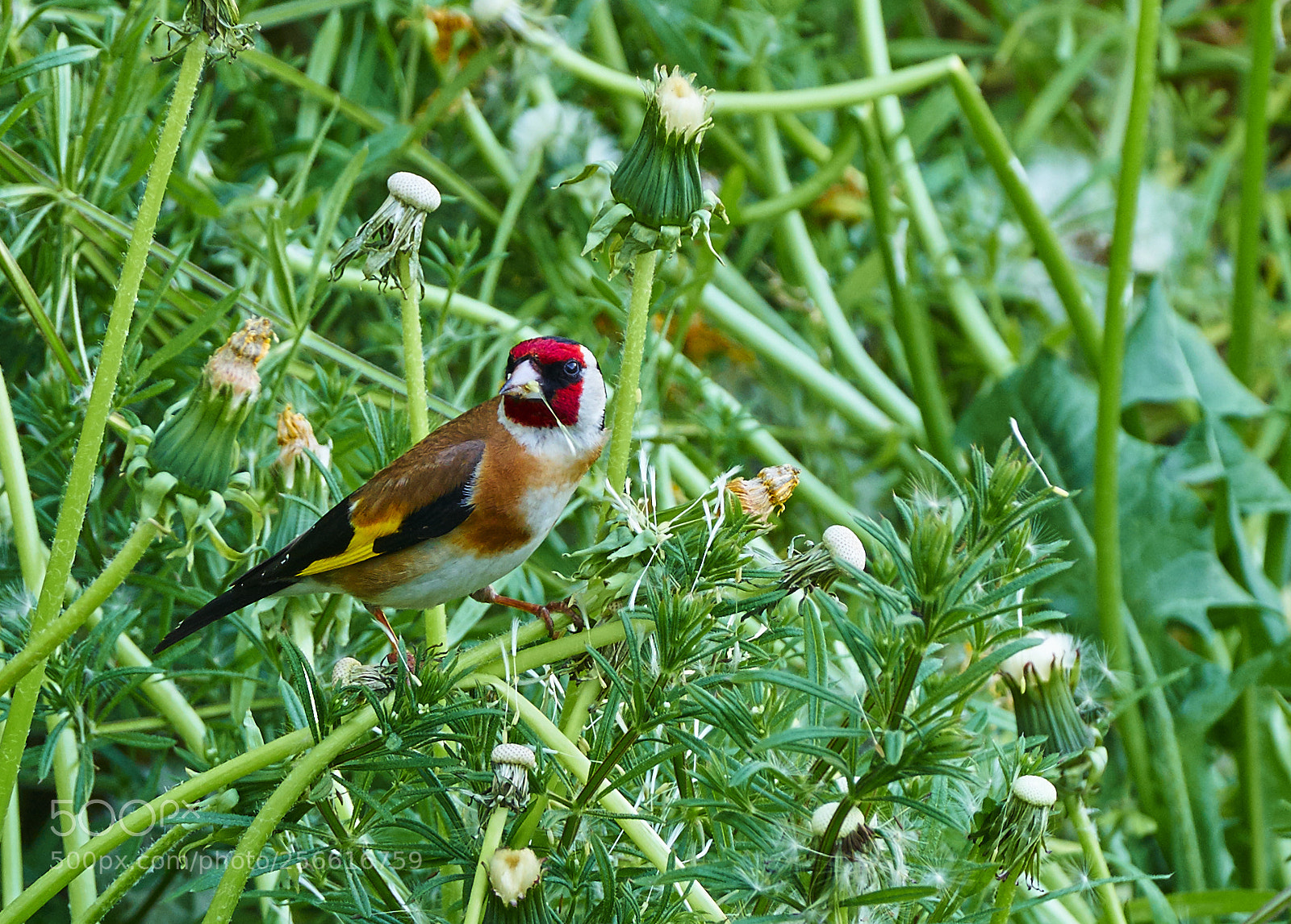 Sony a7 II sample photo. Goldfinch photography